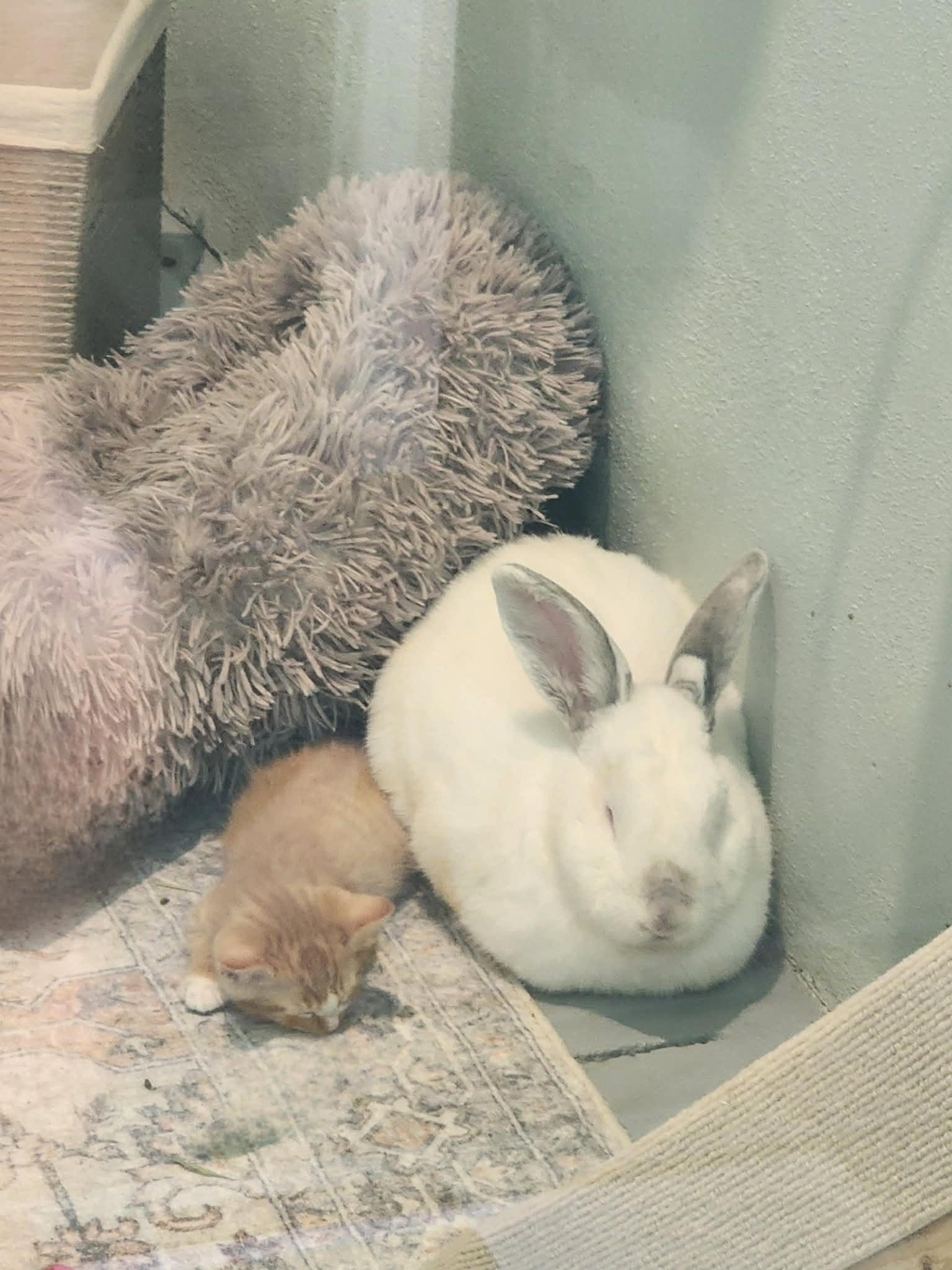 Enlarge Hoptimus Prime , a ADOPTABLE mixed breed in Myakka City, FL image 3/4