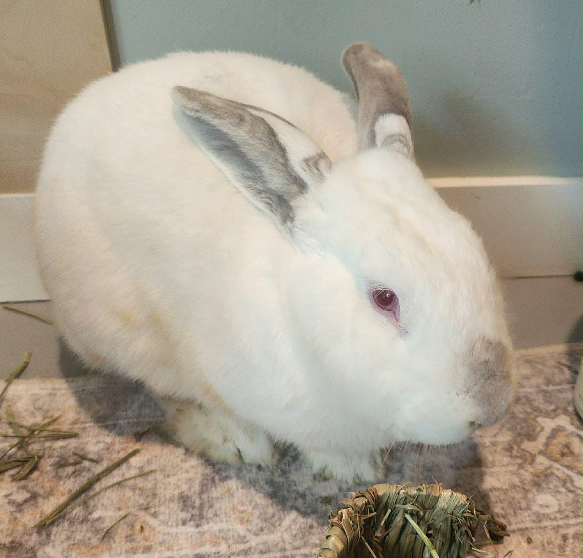 Enlarge Hoptimus Prime , a ADOPTABLE mixed breed in Myakka City, FL image 4/4