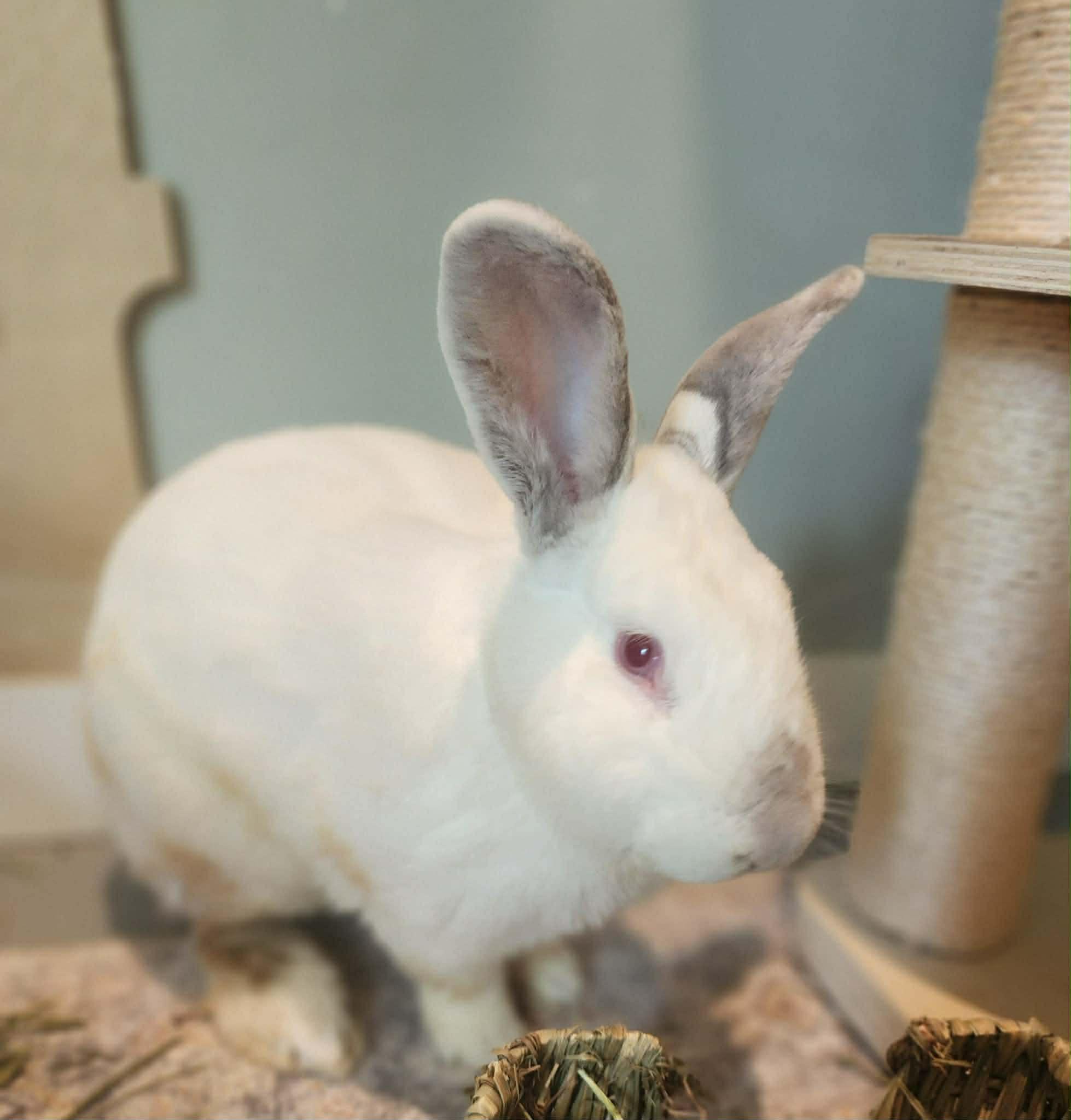 Enlarge Hoptimus Prime , a ADOPTABLE mixed breed in Myakka City, FL image 2/4