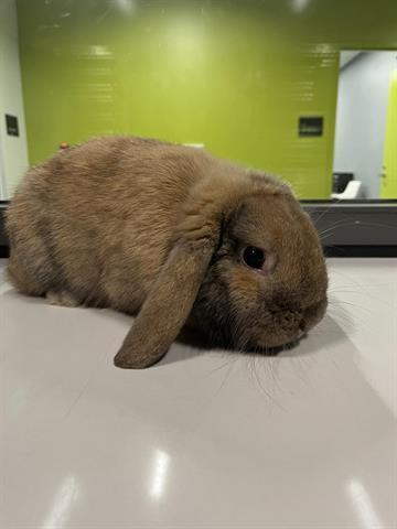 Enlarge HONEY BUNNY, a Adoptable Bunny Rabbit in San Martin, CA image 1/1