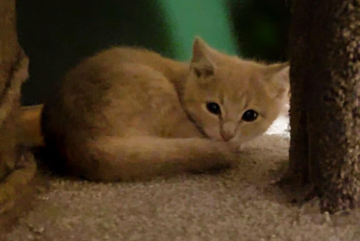 Tinsel, Adoptable, Kitten Male Domestic Short Hair.