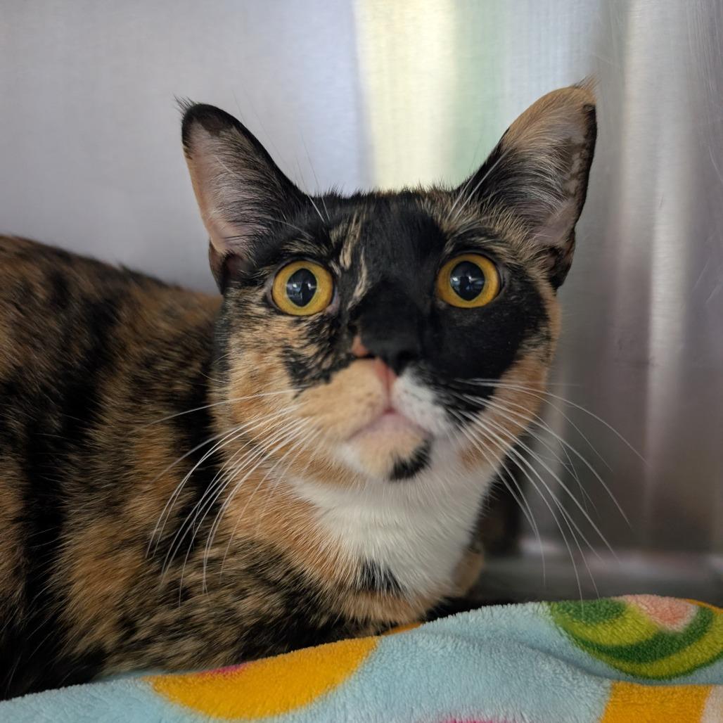 Lacey, Adoptable, Young Female Domestic Short Hair.