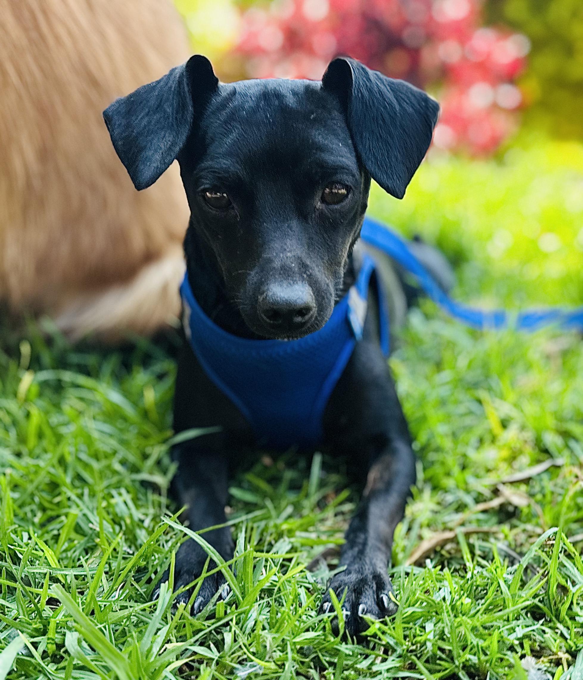 Tito, Adoptable, Young Male Mixed Breed.