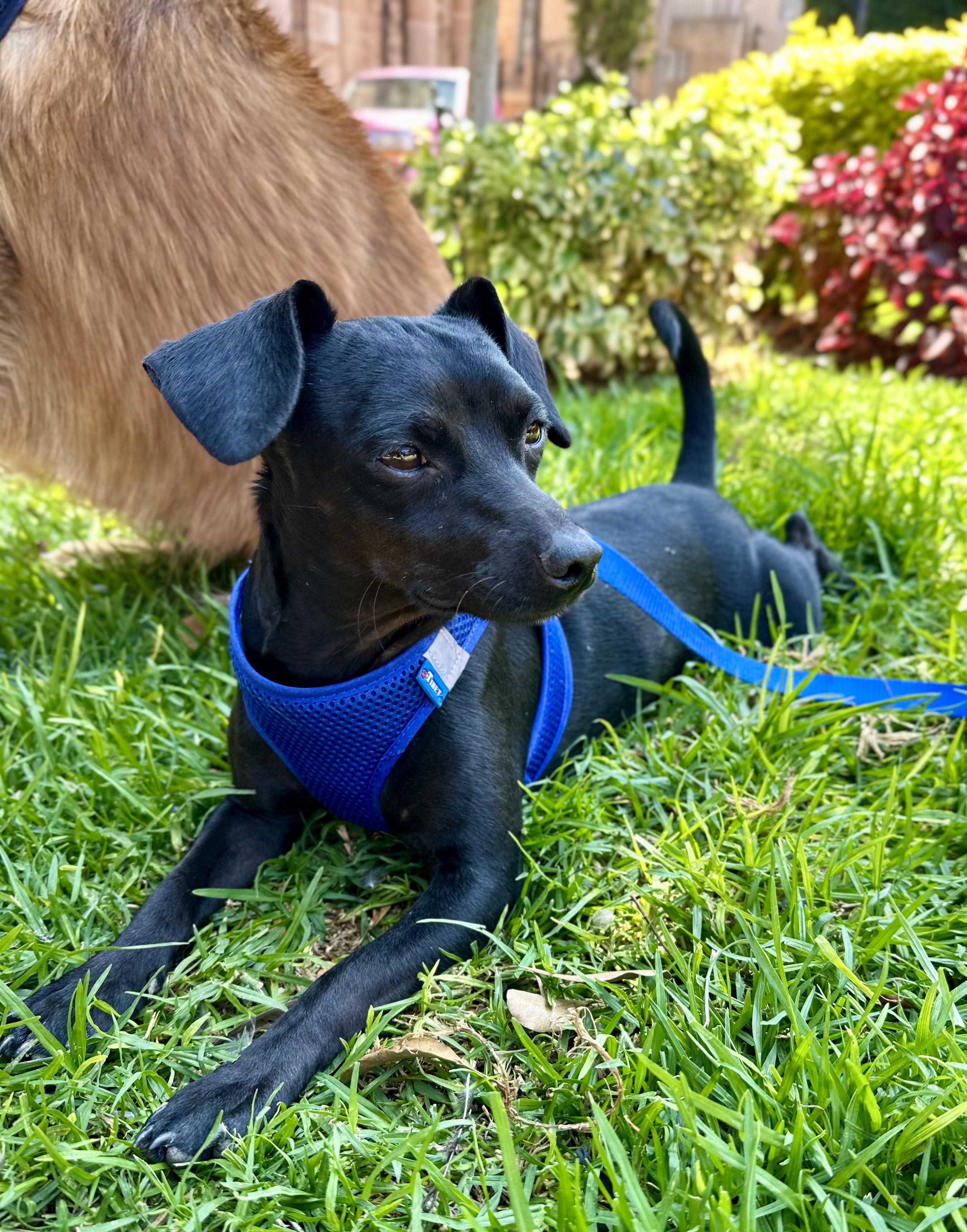 Enlarge Tito, a Adoptable Mixed Breed in Encino, CA image 5/6