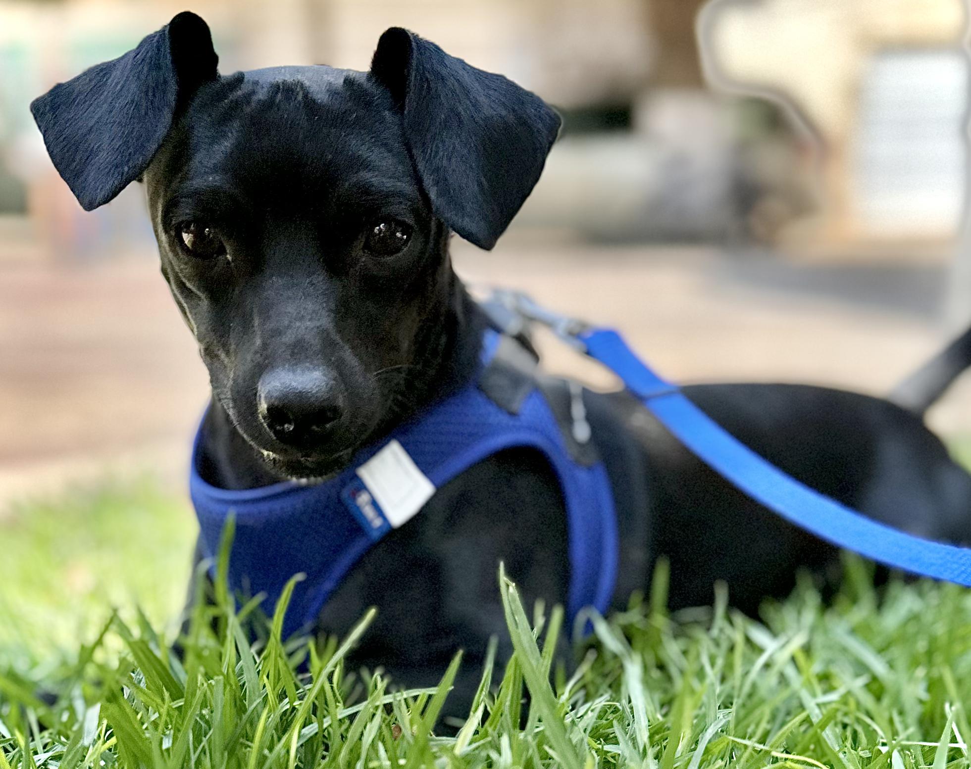 Enlarge Tito, a Adoptable Mixed Breed in Encino, CA image 4/6