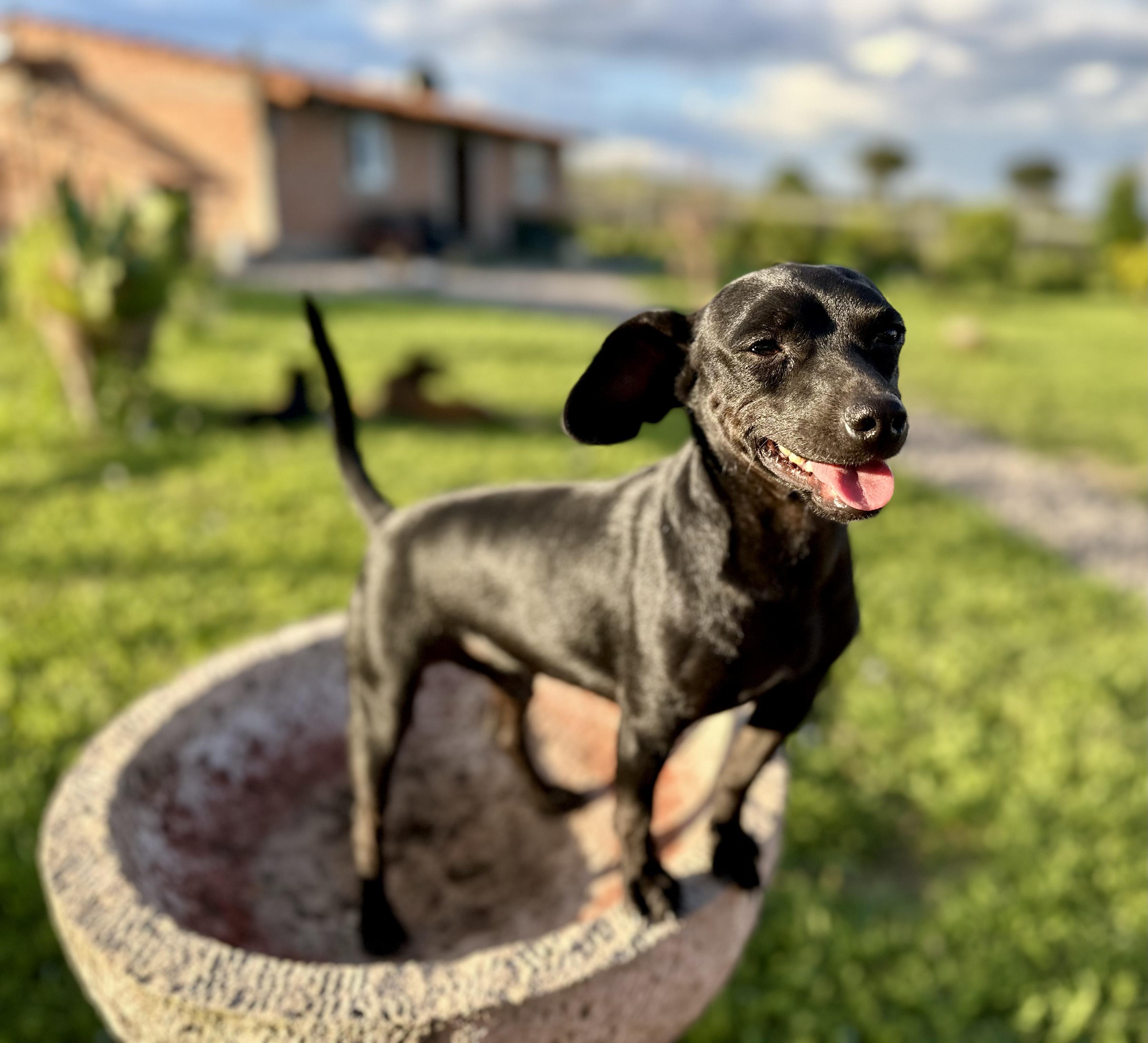 Enlarge Tito, a Adoptable Mixed Breed in Encino, CA image 6/6