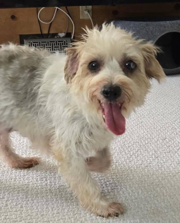 Wendy, a ADOPTABLE mixed breed in Overland Park, KS image 1/2