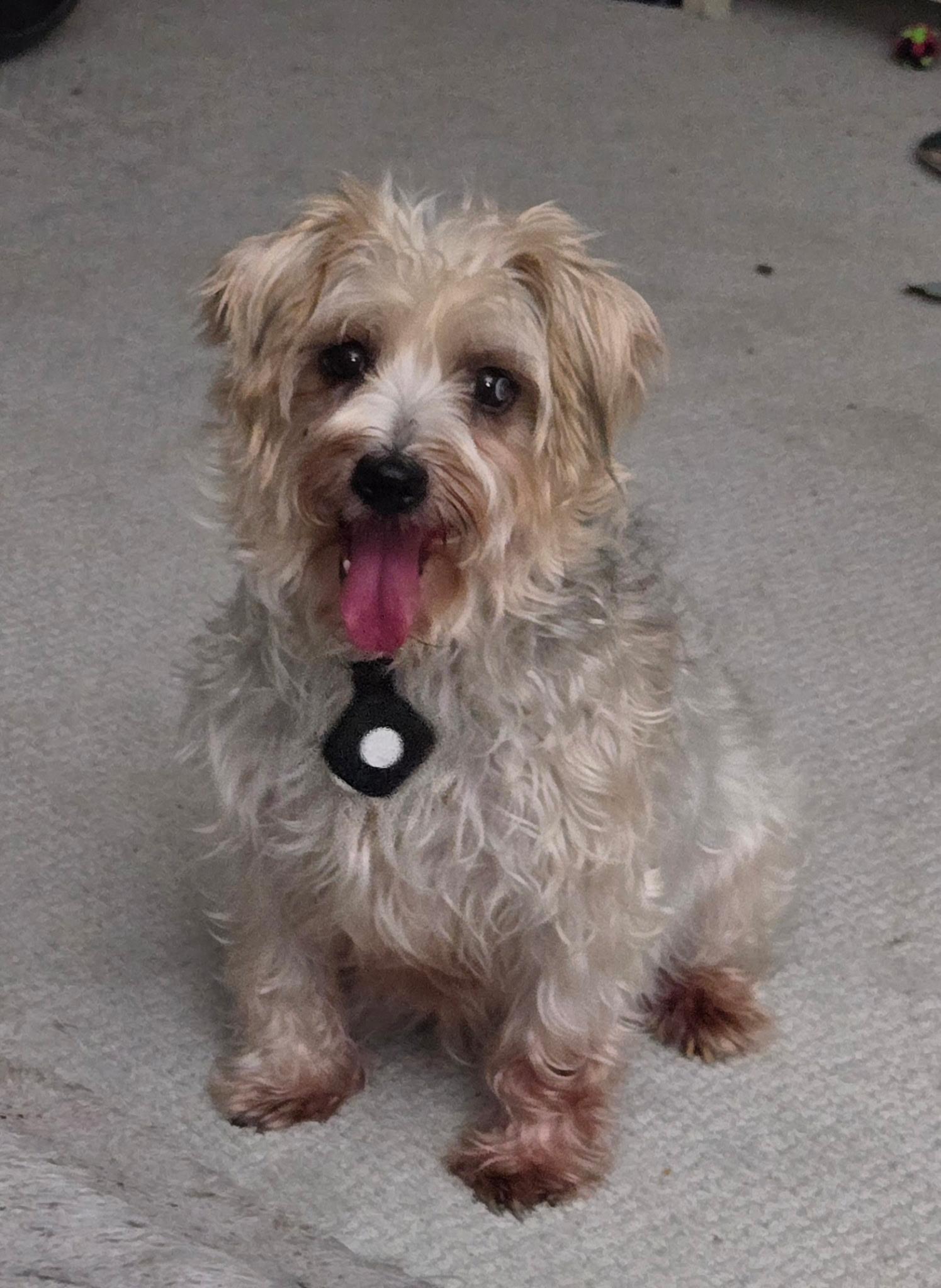 Enlarge Wendy, a Adoptable mixed breed in Overland Park, KS image 1/1