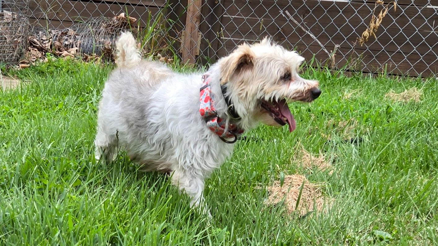 Wendy, a ADOPTABLE mixed breed in Overland Park, KS image 2/2