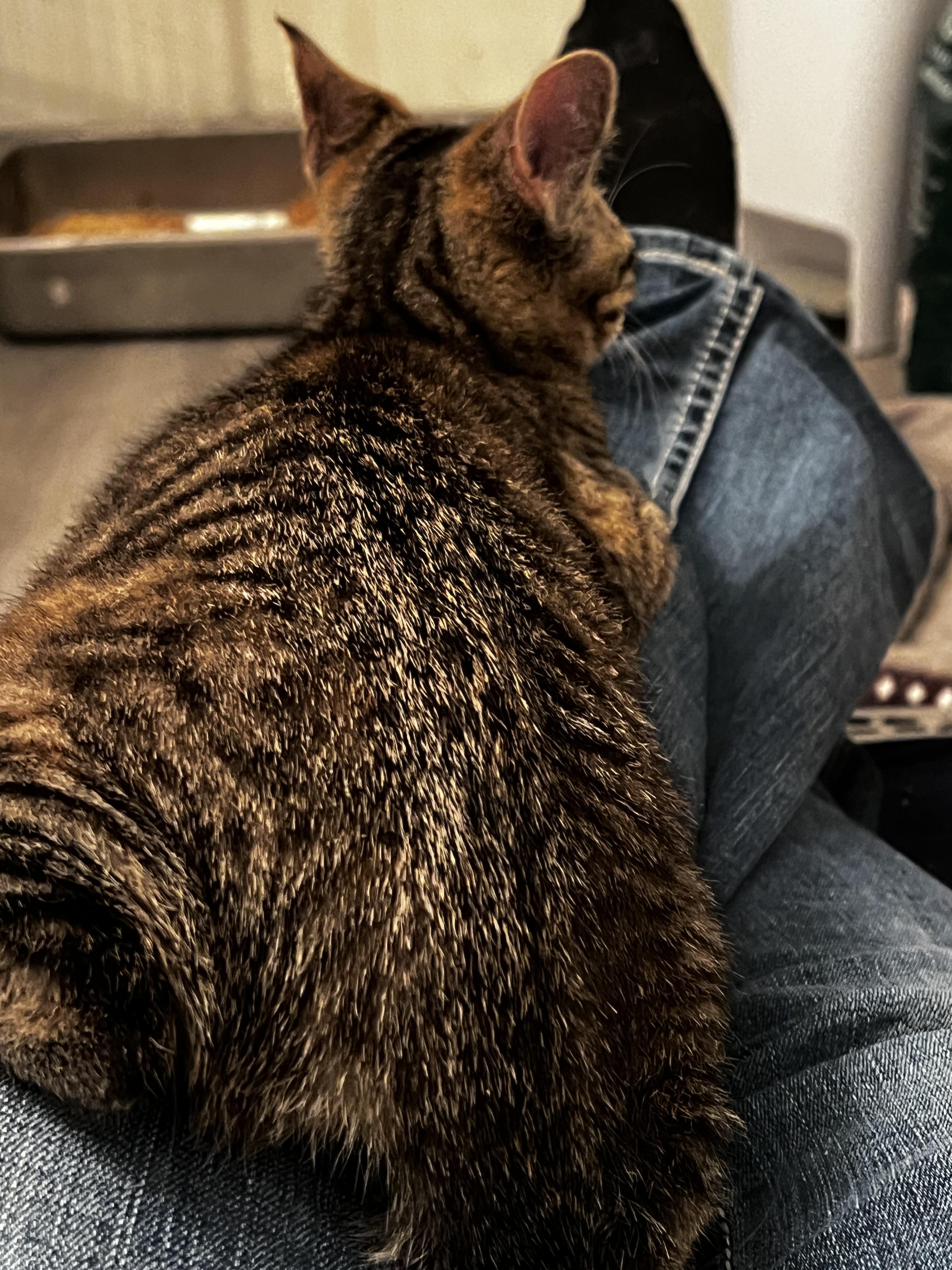 Enlarge Bonnie, a ADOPTABLE Domestic Short Hair in Rochester, WA image 5/5