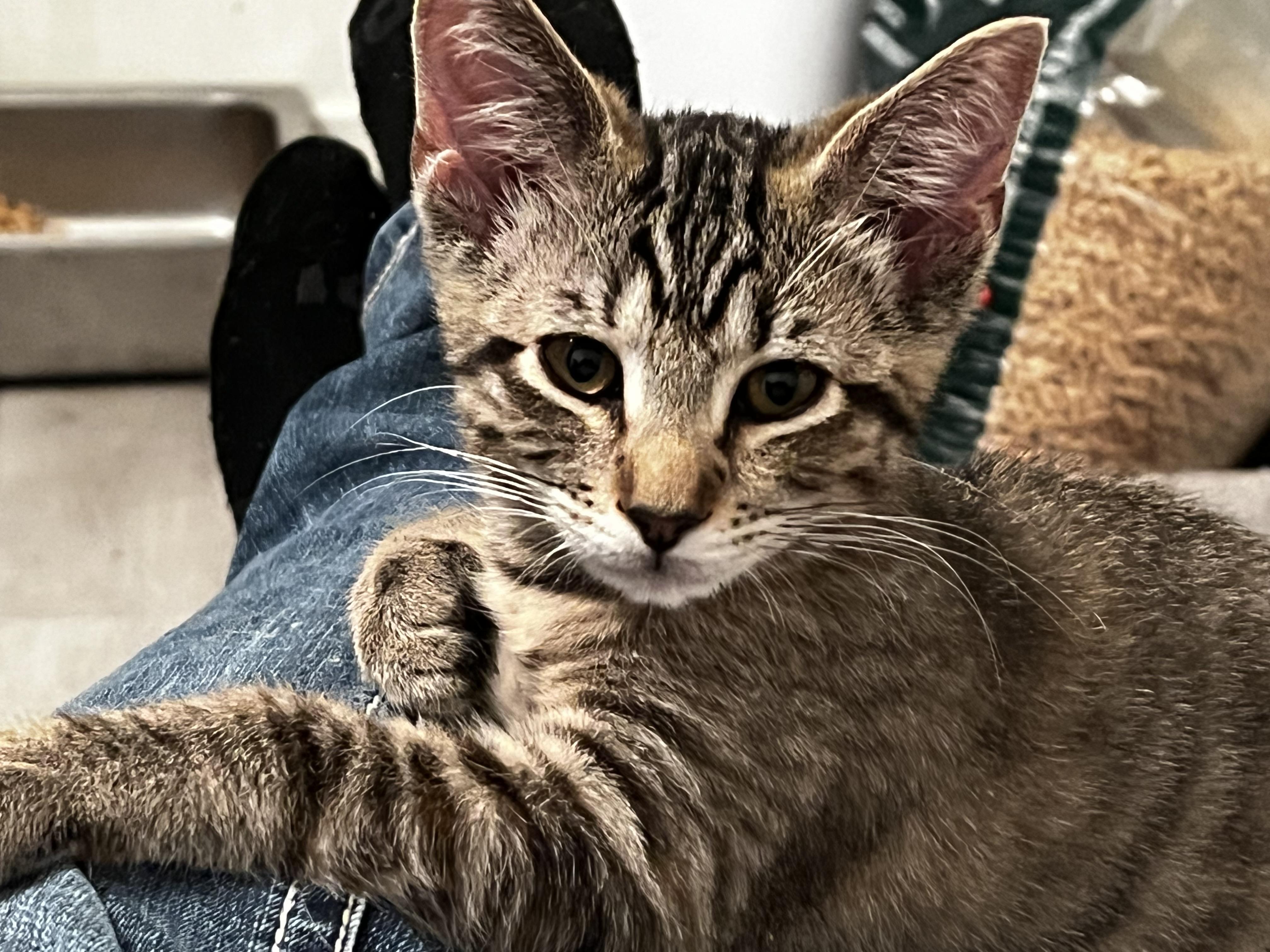 Enlarge Bonnie, a ADOPTABLE Domestic Short Hair in Rochester, WA image 3/5