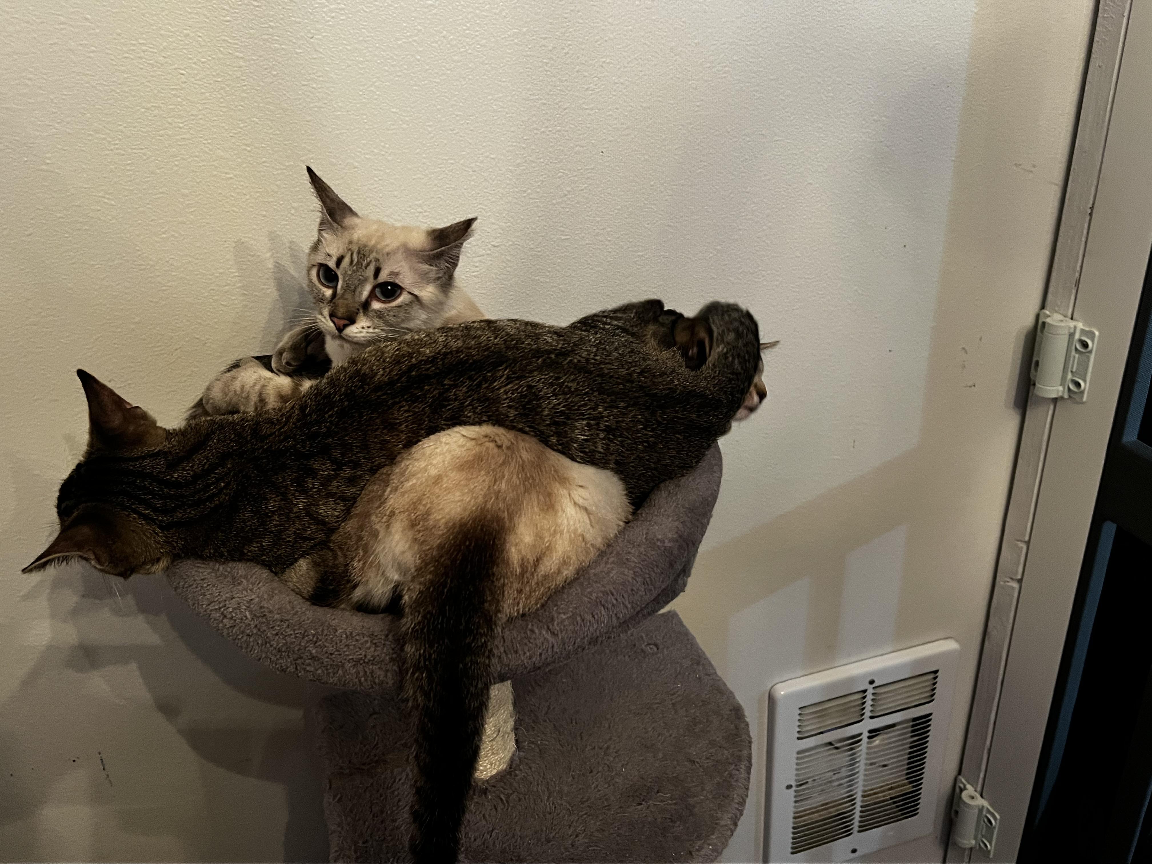 Enlarge Bonnie, a ADOPTABLE Domestic Short Hair in Rochester, WA image 4/5