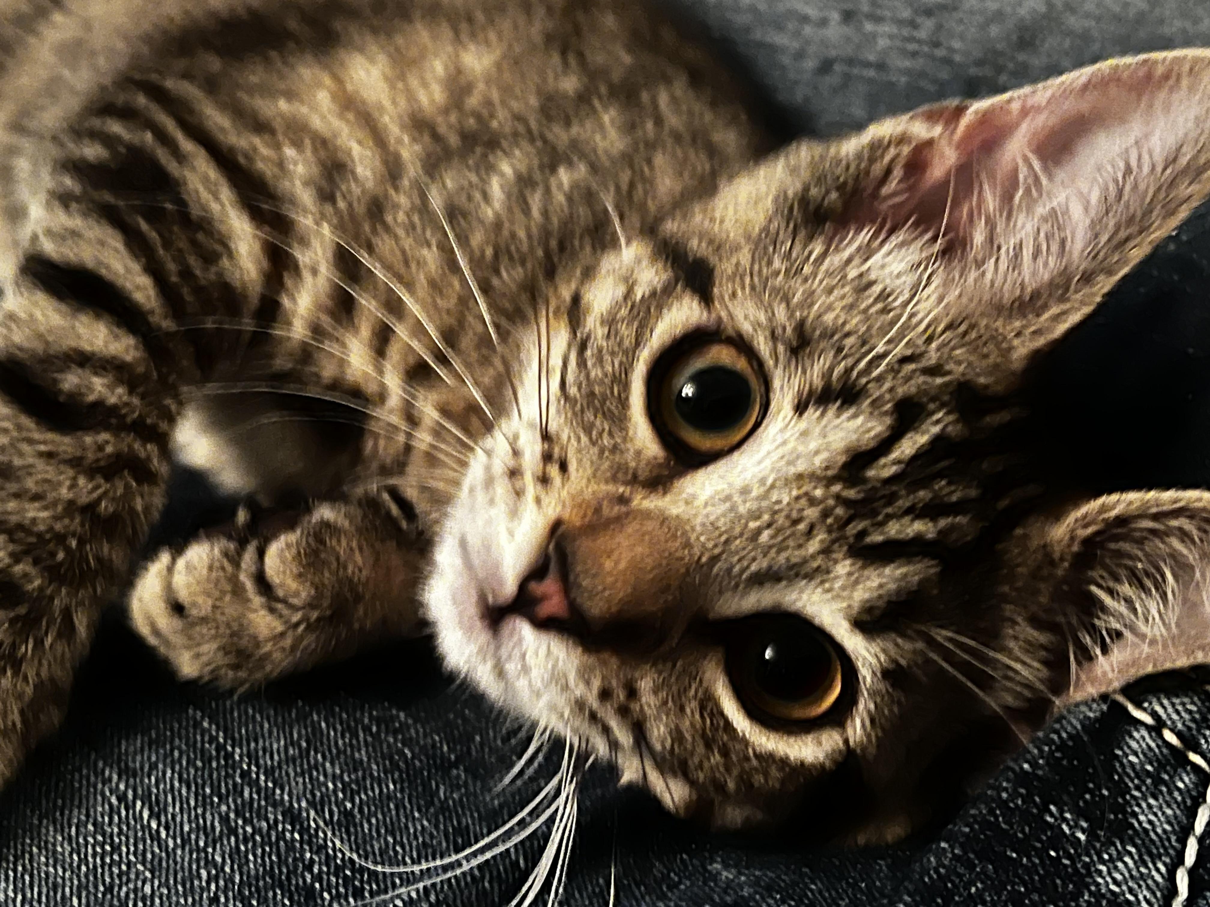 Enlarge Bonnie, a ADOPTABLE Domestic Short Hair in Rochester, WA image 2/5