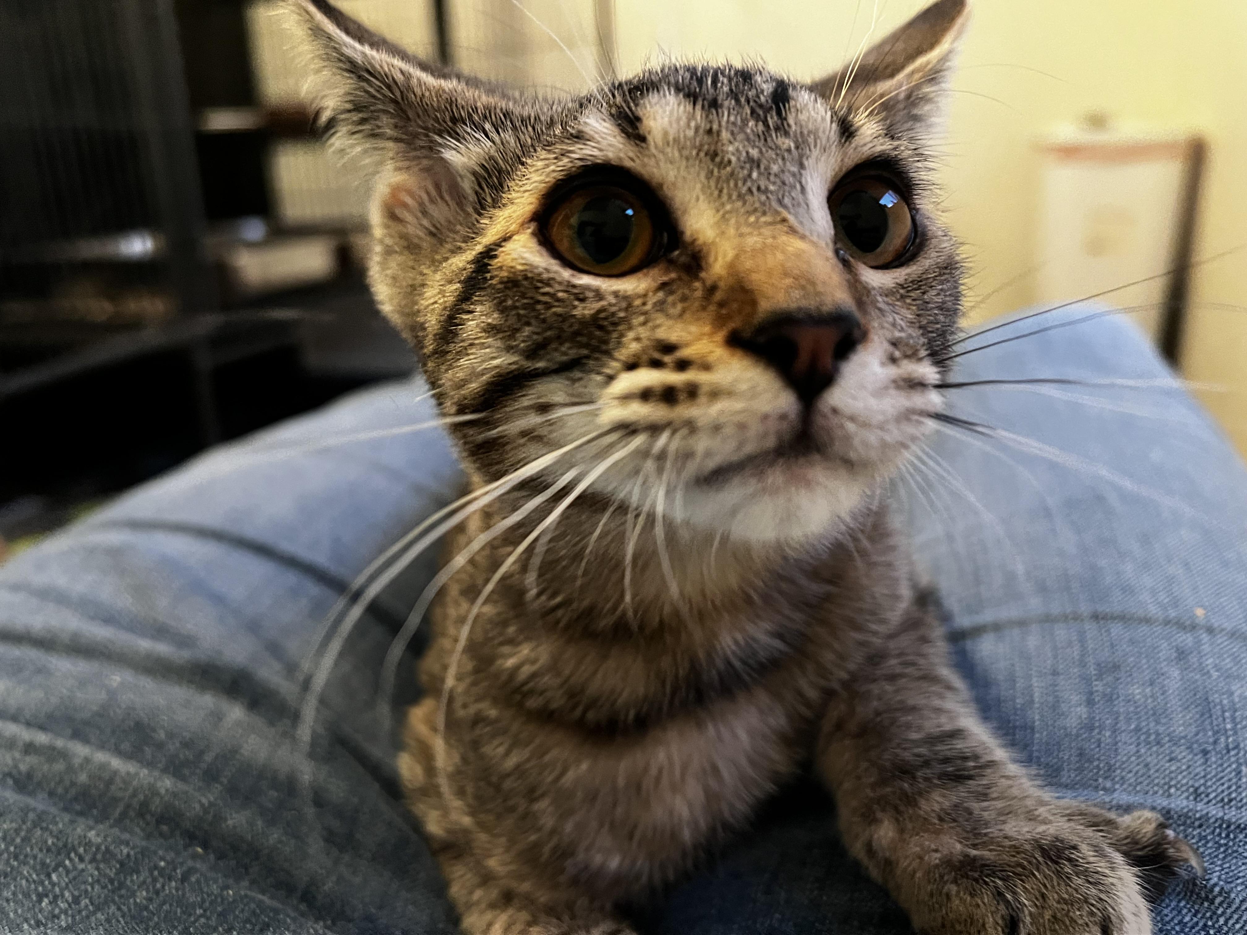 Enlarge Bonnie, a ADOPTABLE Domestic Short Hair in Rochester, WA image 1/5