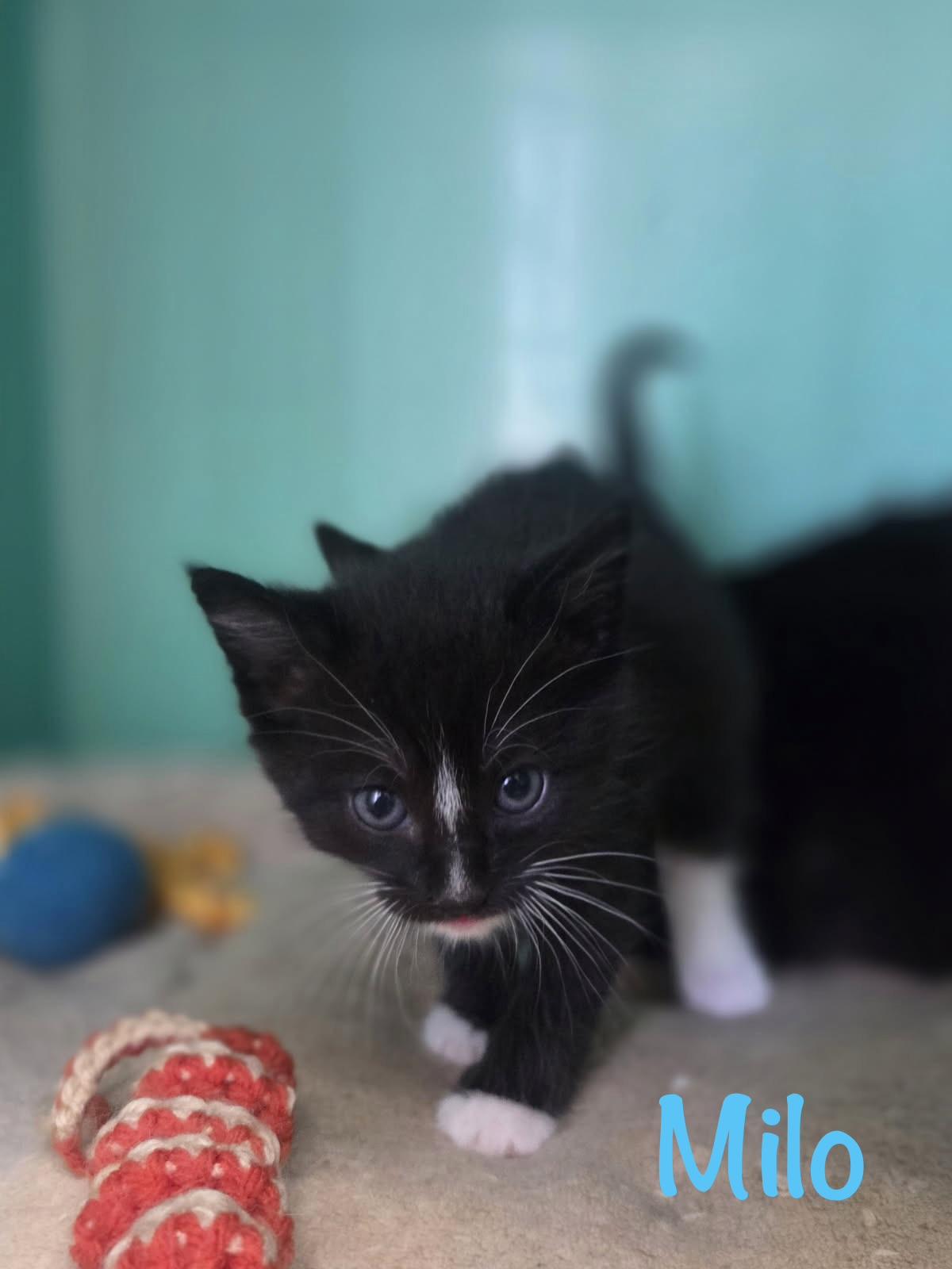 Enlarge Milo, a ADOPTABLE Tuxedo in Crescent City, CA image 1/1