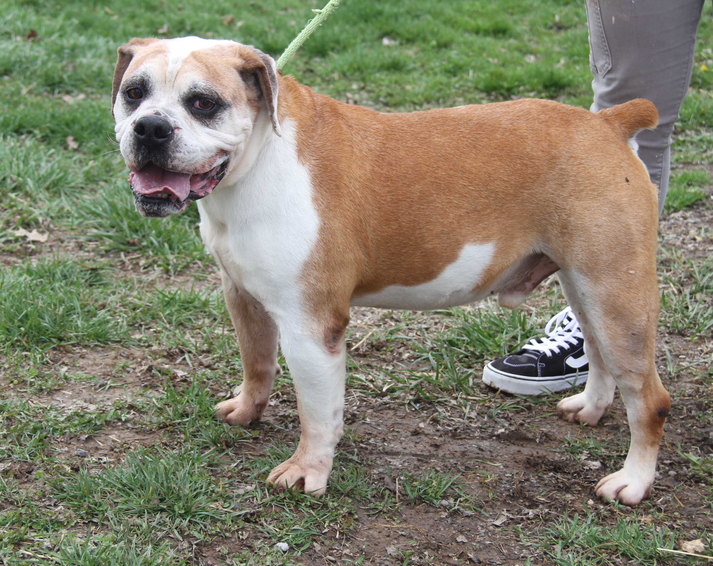 Enlarge Jack (Neutered) (Photos 4/1/2024) (In Foster Care: Still Available for Adoption), a Adoptable American Bulldog in Marietta, OH image 2/6