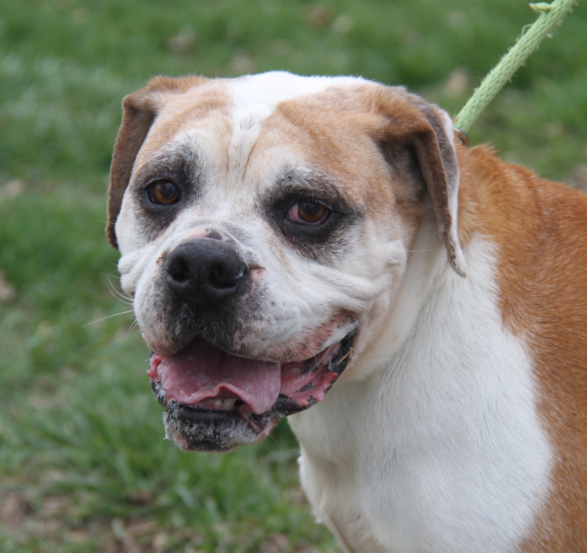 Enlarge Jack (Neutered) (Photos 4/1/2024) (In Foster Care: Still Available for Adoption), a Adoptable American Bulldog in Marietta, OH image 4/6