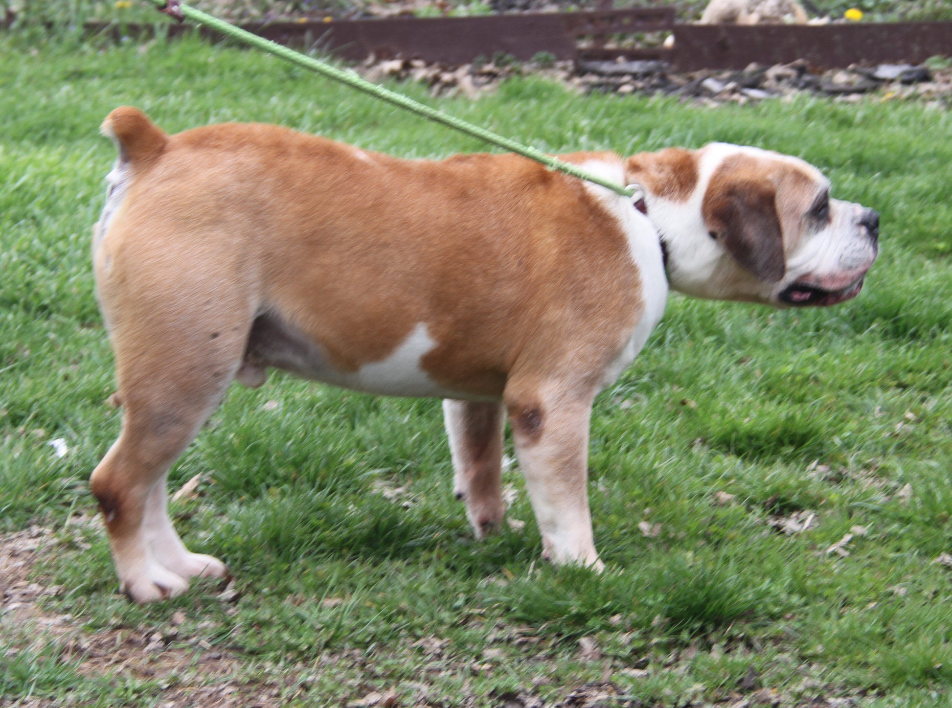 Enlarge Jack (Neutered) (Photos 4/1/2024) (In Foster Care: Still Available for Adoption), a Adoptable American Bulldog in Marietta, OH image 3/6