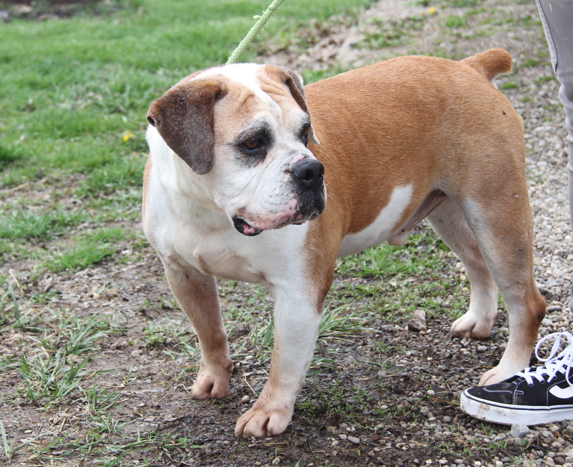 Enlarge Jack (Neutered) (Photos 4/1/2024) (In Foster Care: Still Available for Adoption), a Adoptable American Bulldog in Marietta, OH image 5/6