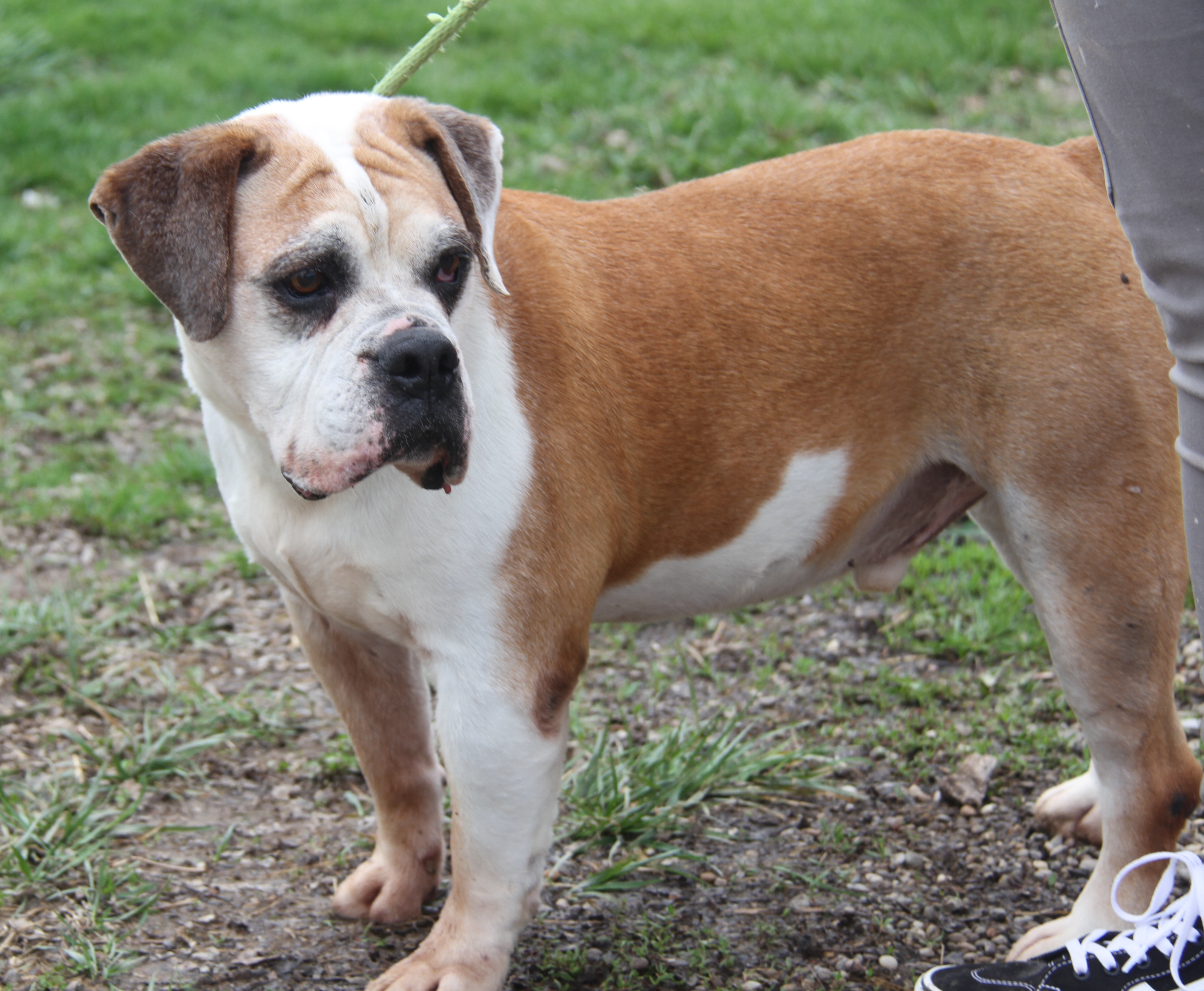 Jack (Neutered) (Photos 4/1/2024) (In Foster Care: Still Available for Adoption), Adoptable, Senior Male American Bulldog.