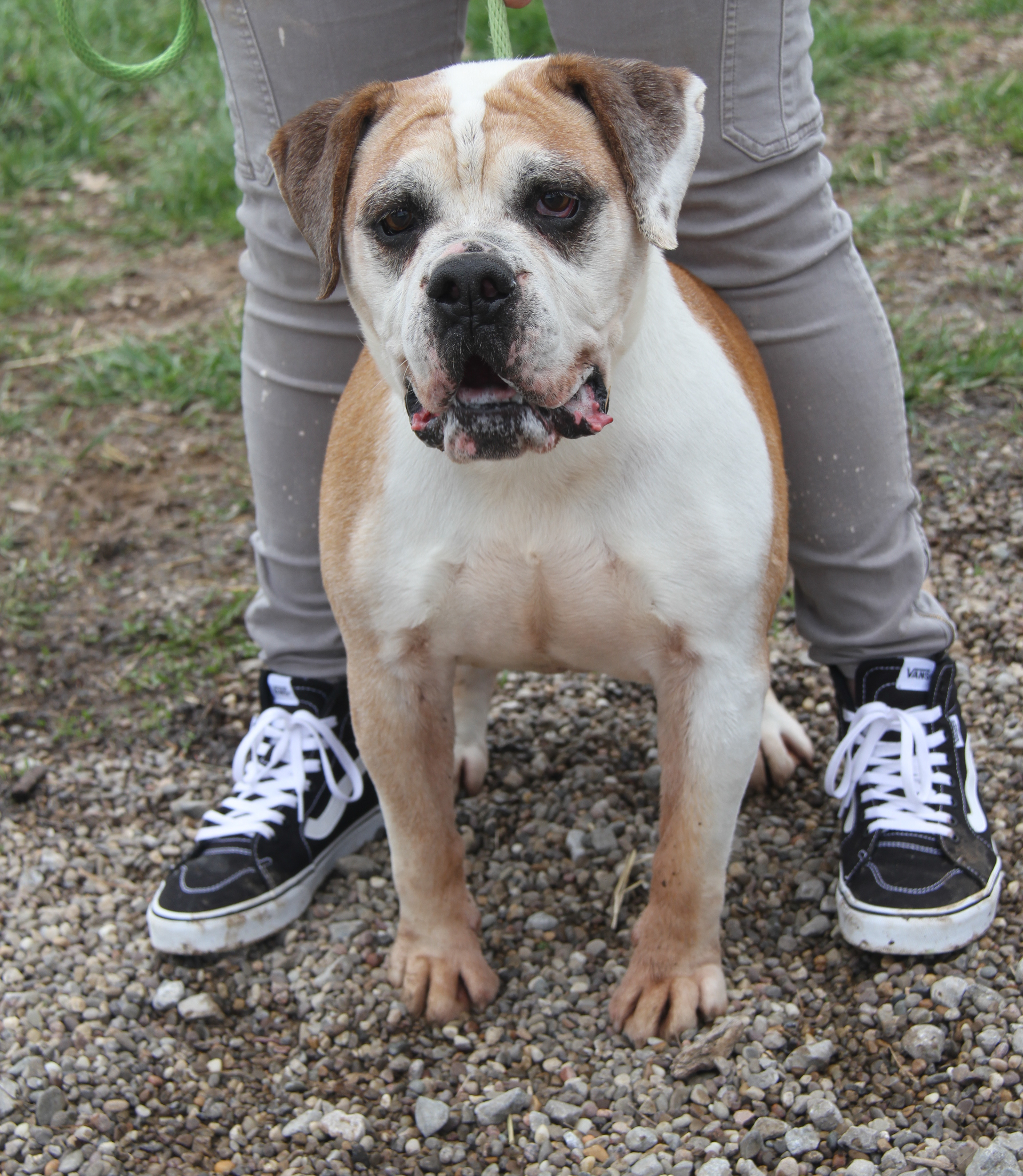 Enlarge Jack (Neutered) (Photos 4/1/2024) (In Foster Care: Still Available for Adoption), a Adoptable American Bulldog in Marietta, OH image 6/6