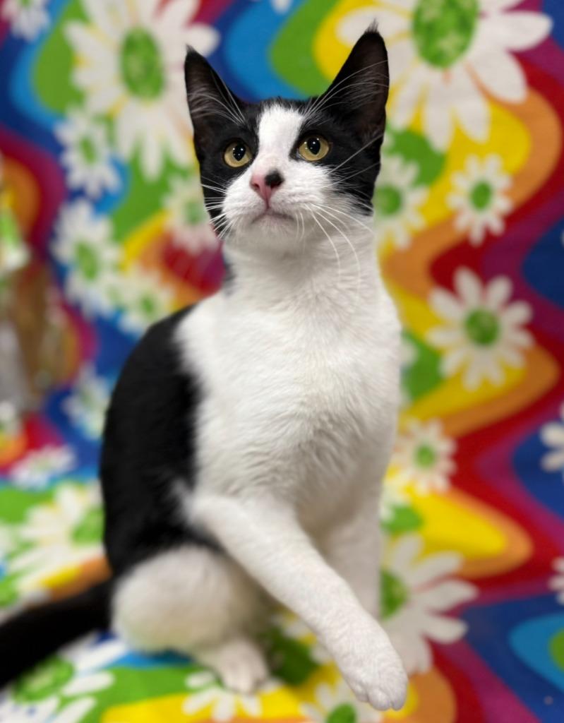 Sarasota, Adoptable, Kitten Female Domestic Short Hair.