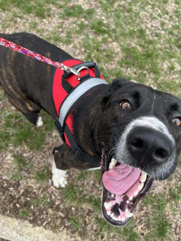 Ernie, Adoptable, Adult Male Labrador Retriever & Shepherd.