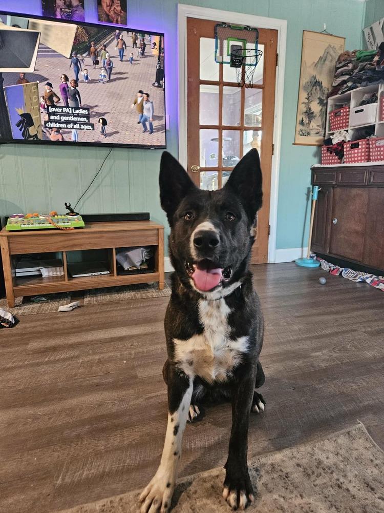 Enlarge Ernie, a Adoptable mixed breed in New Albany, OH image 2/5