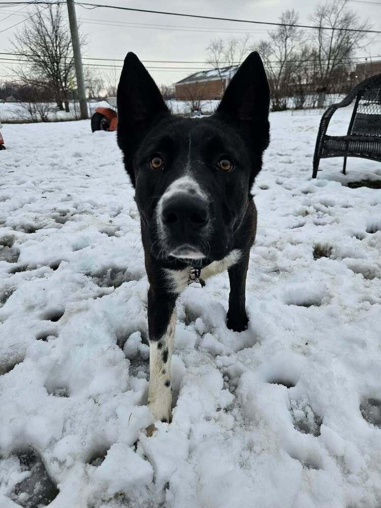 Enlarge Ernie, a Adoptable mixed breed in New Albany, OH image 3/5