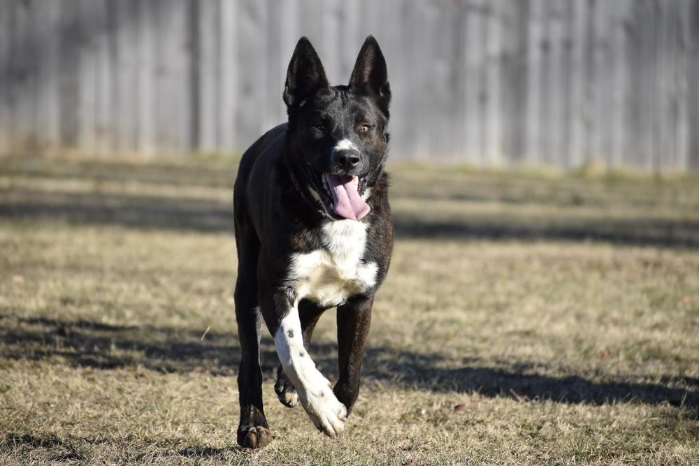 Enlarge Ernie, a Adoptable mixed breed in New Albany, OH image 4/5