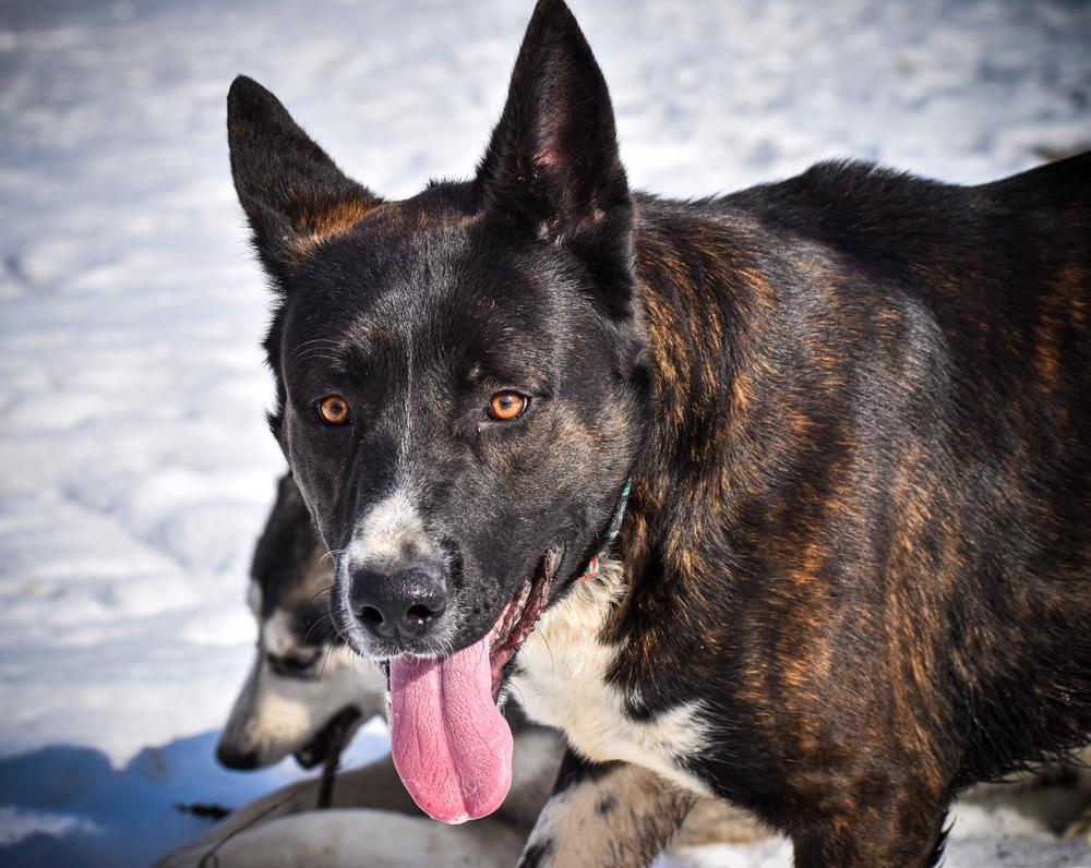 Enlarge Ernie, a Adoptable mixed breed in New Albany, OH image 5/5