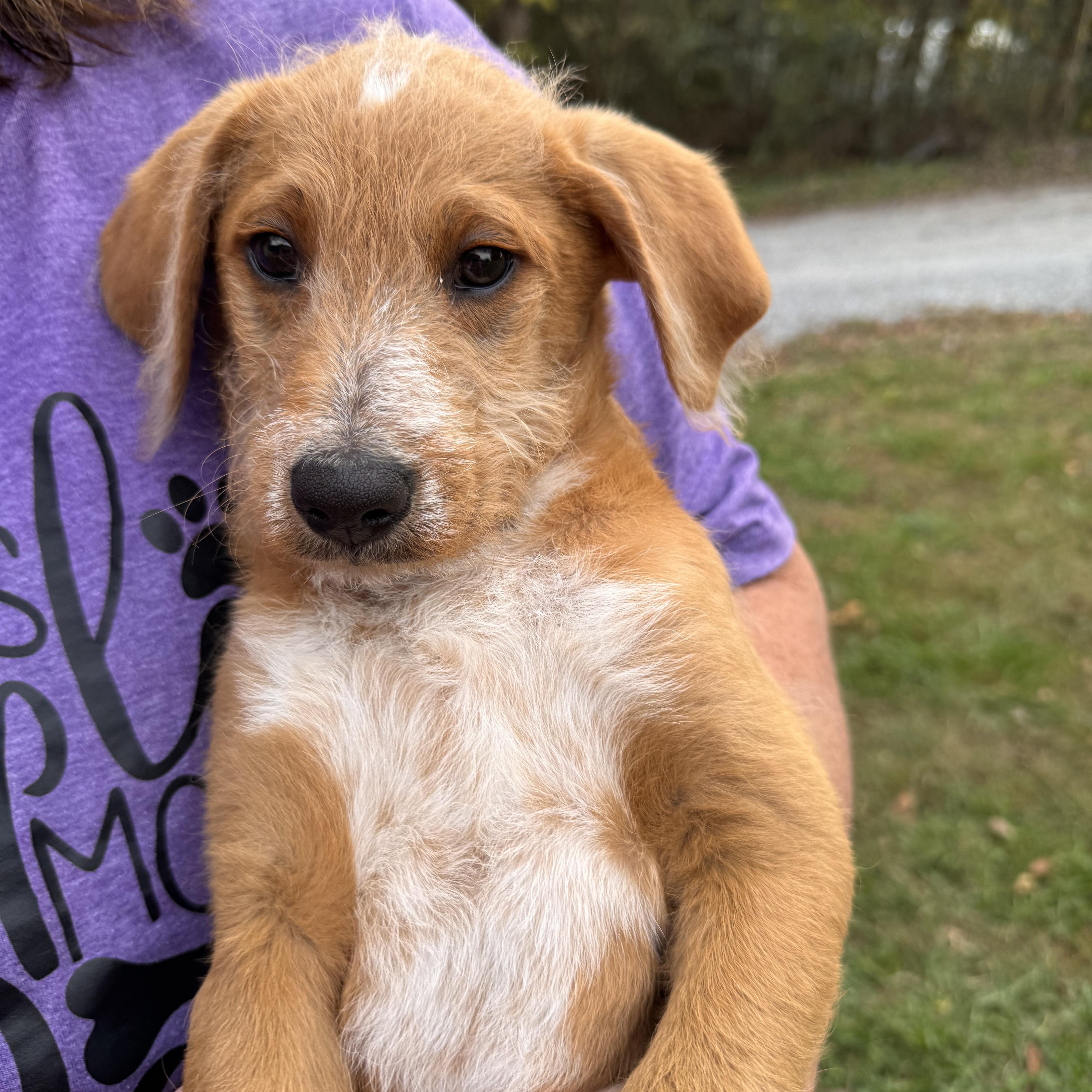 Chip, an adoptable Goldendoodle in Sequatchie, TN, 37374 | Photo Image 1