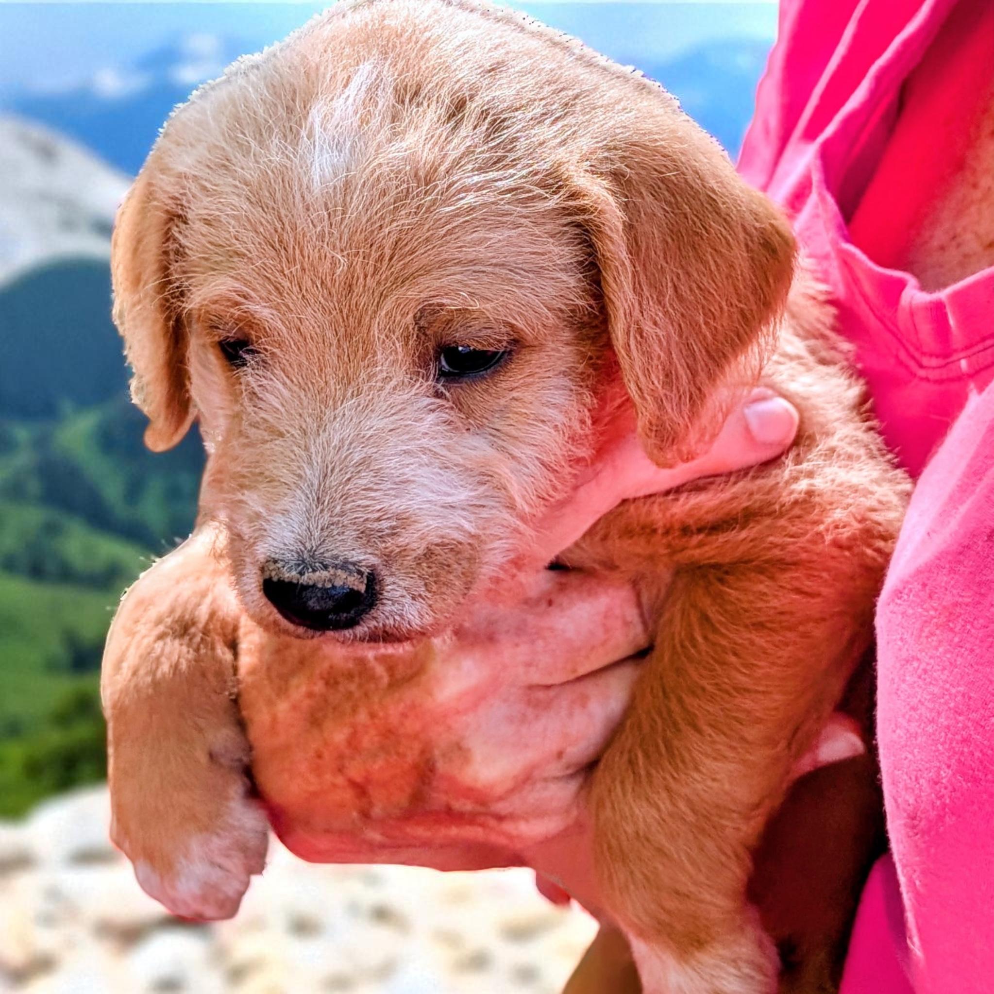 Chip, an adoptable Goldendoodle in Sequatchie, TN, 37374 | Photo Image 2