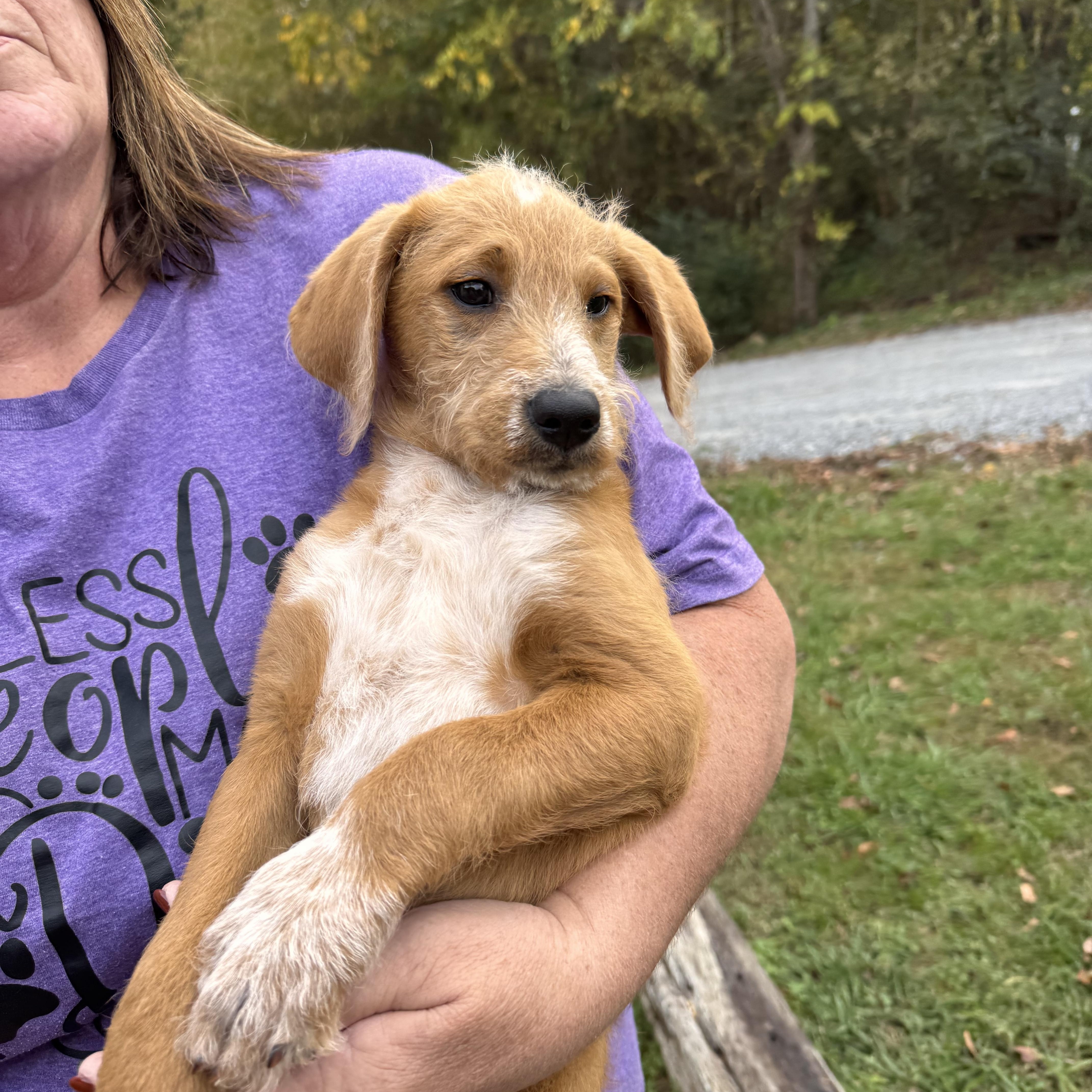 Chip, an adoptable Goldendoodle in Sequatchie, TN, 37374 | Photo Image 3