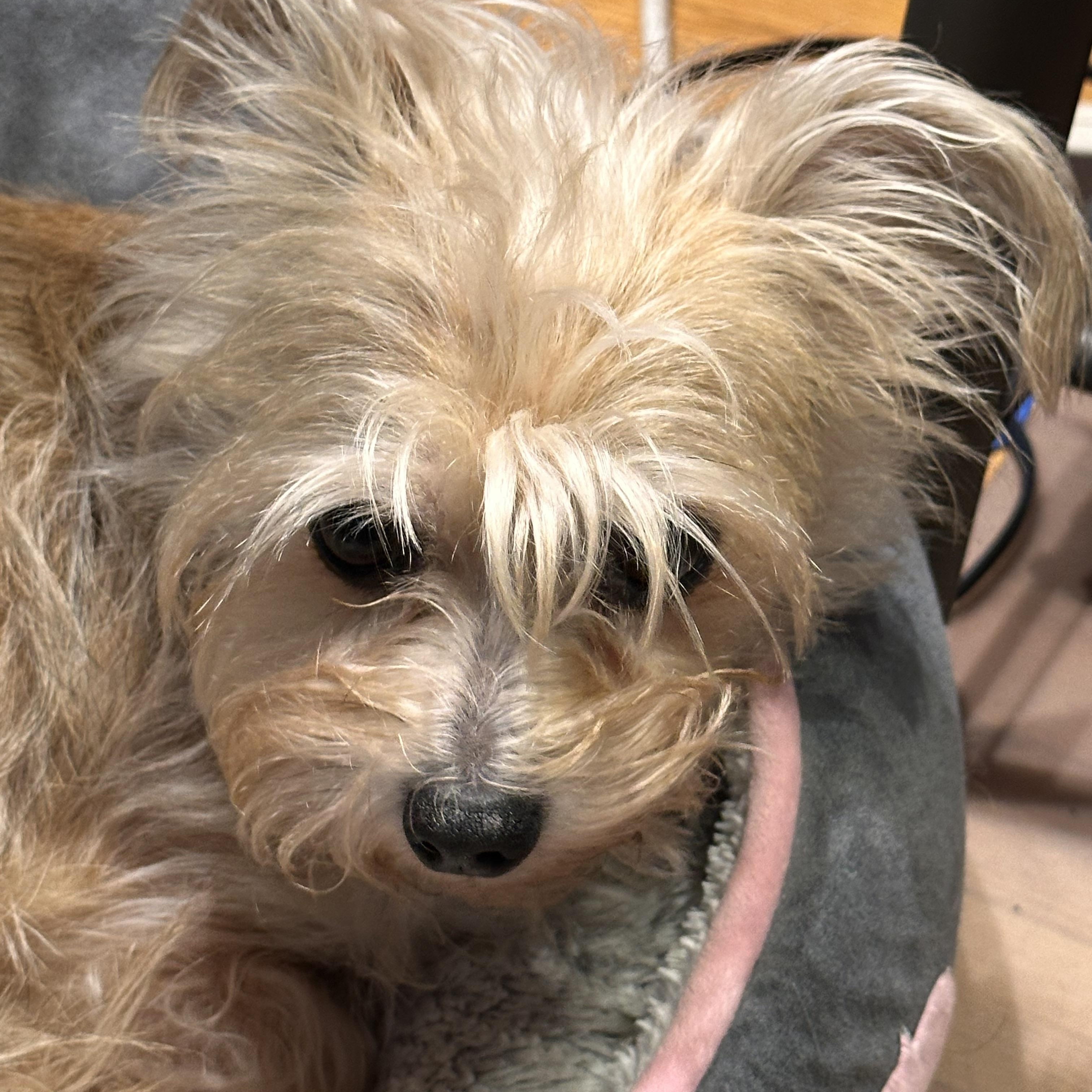Enlarge Mae West (Bev-Fostered in New England), a Adoptable mixed breed in Warwick, RI image 2/5