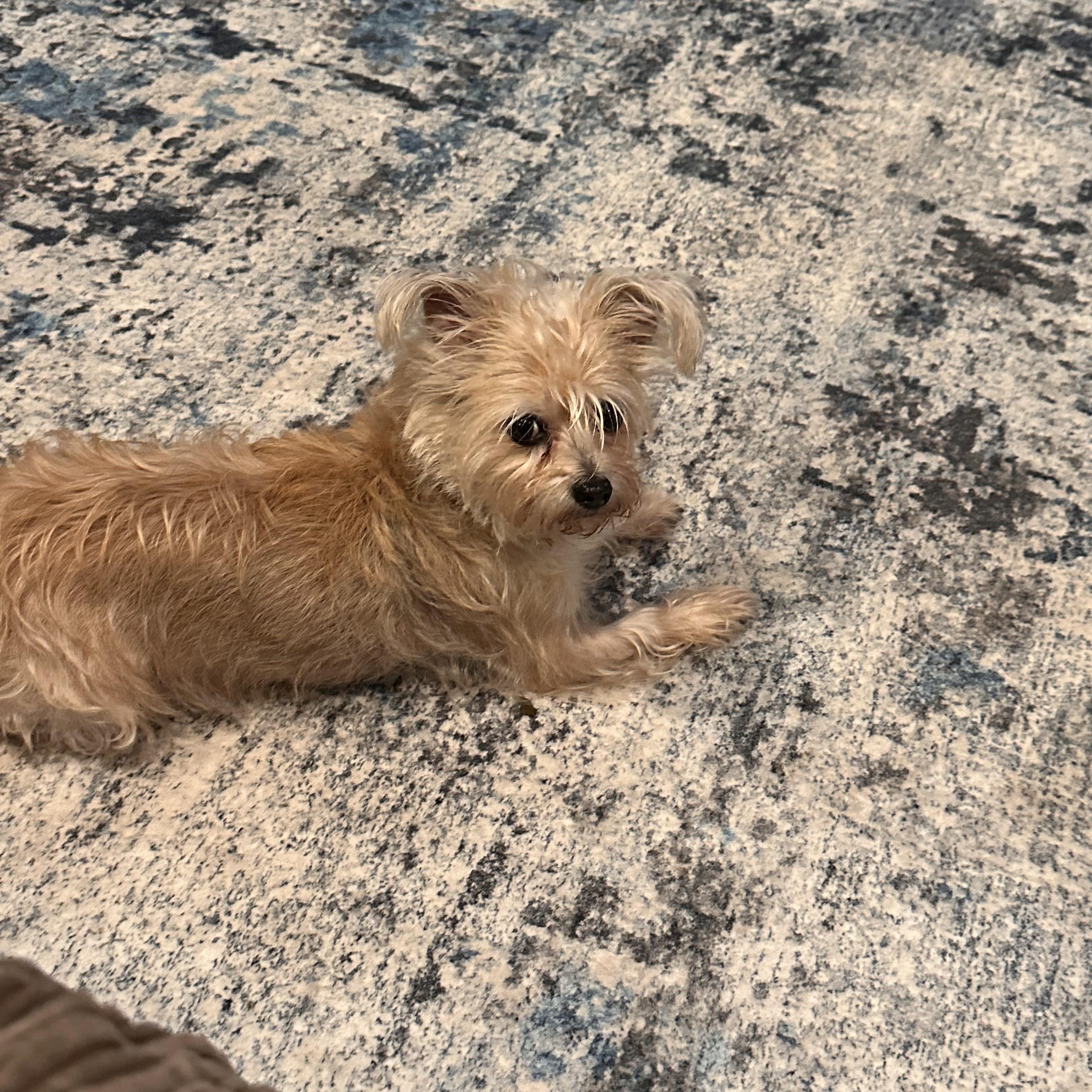 Enlarge Mae West (Bev-Fostered in New England), a Adoptable mixed breed in Warwick, RI image 3/5