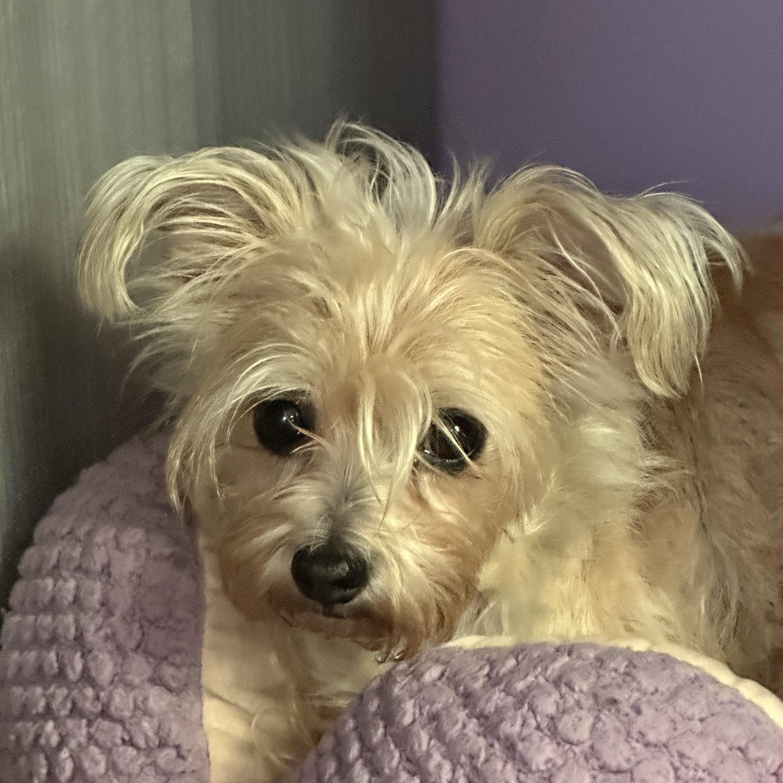 Mae West (Bev-Fostered in New England), Adoptable, Adult Female Yorkshire Terrier & Cairn Terrier.