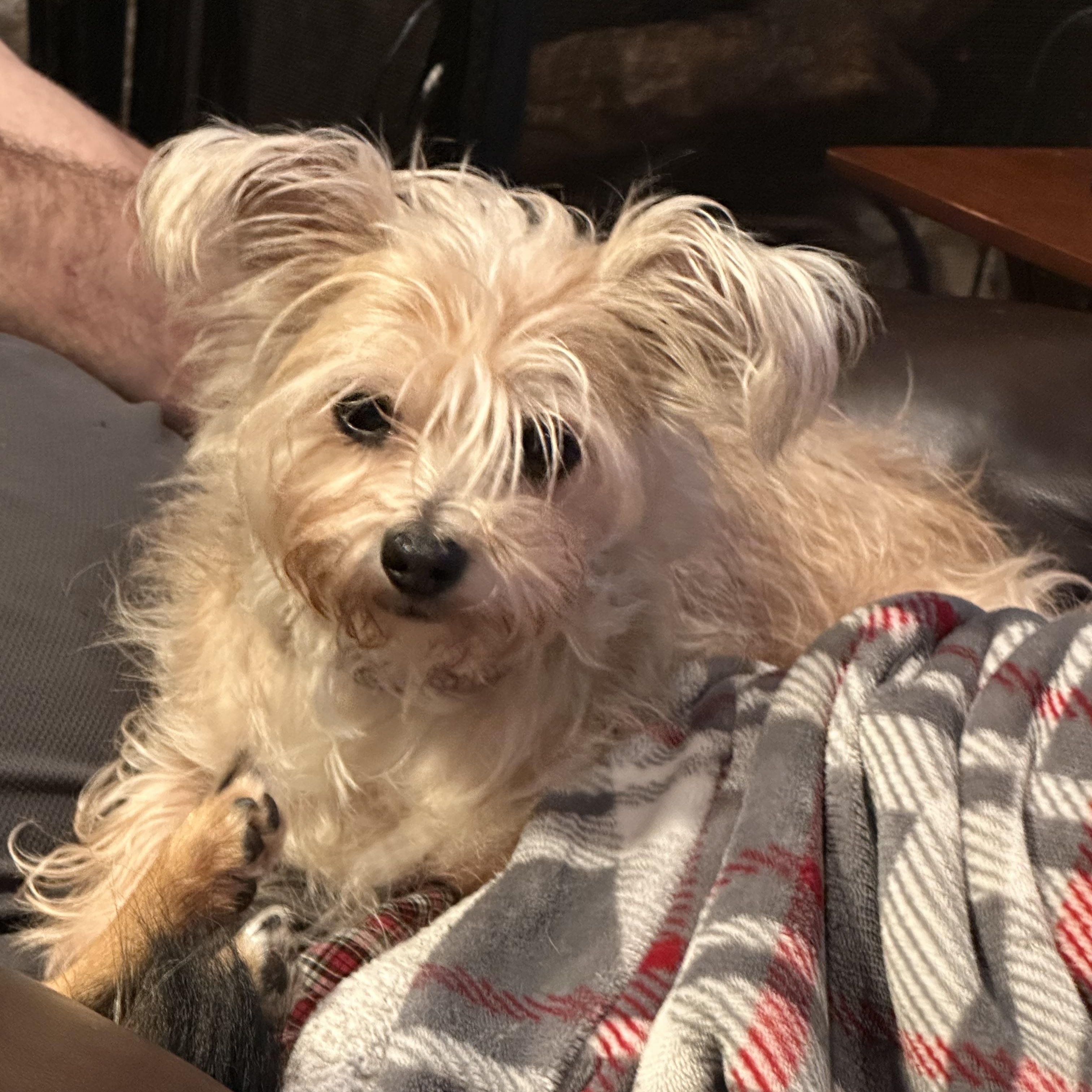 Enlarge Mae West (Bev-Fostered in New England), a Adoptable mixed breed in Warwick, RI image 4/5