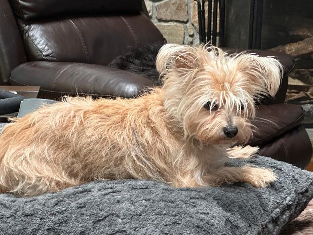 Enlarge Mae West (Bev-Fostered in New England), a Adoptable mixed breed in Warwick, RI image 5/5