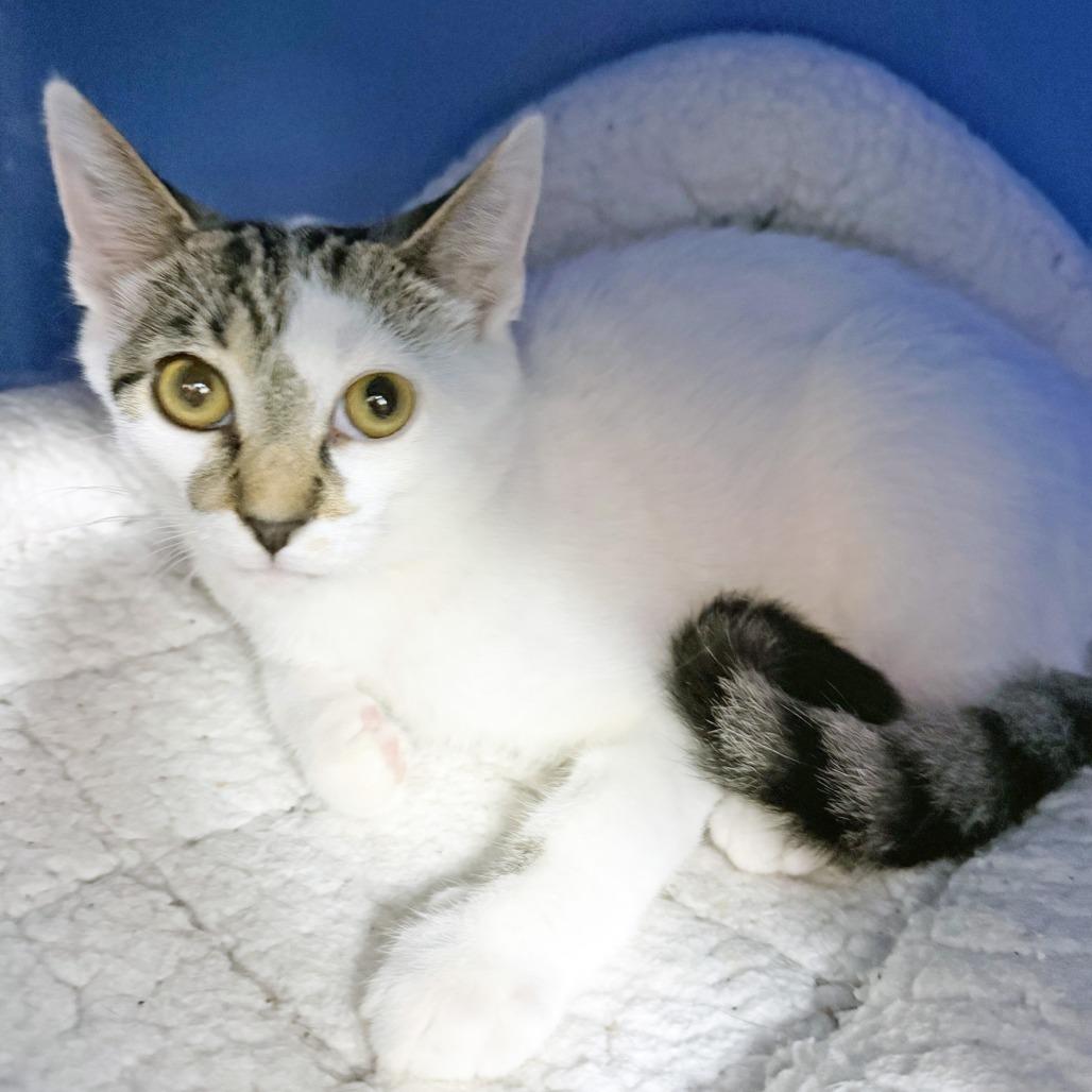 Fleetwood Mac, Adoptable, Kitten Male Domestic Short Hair.