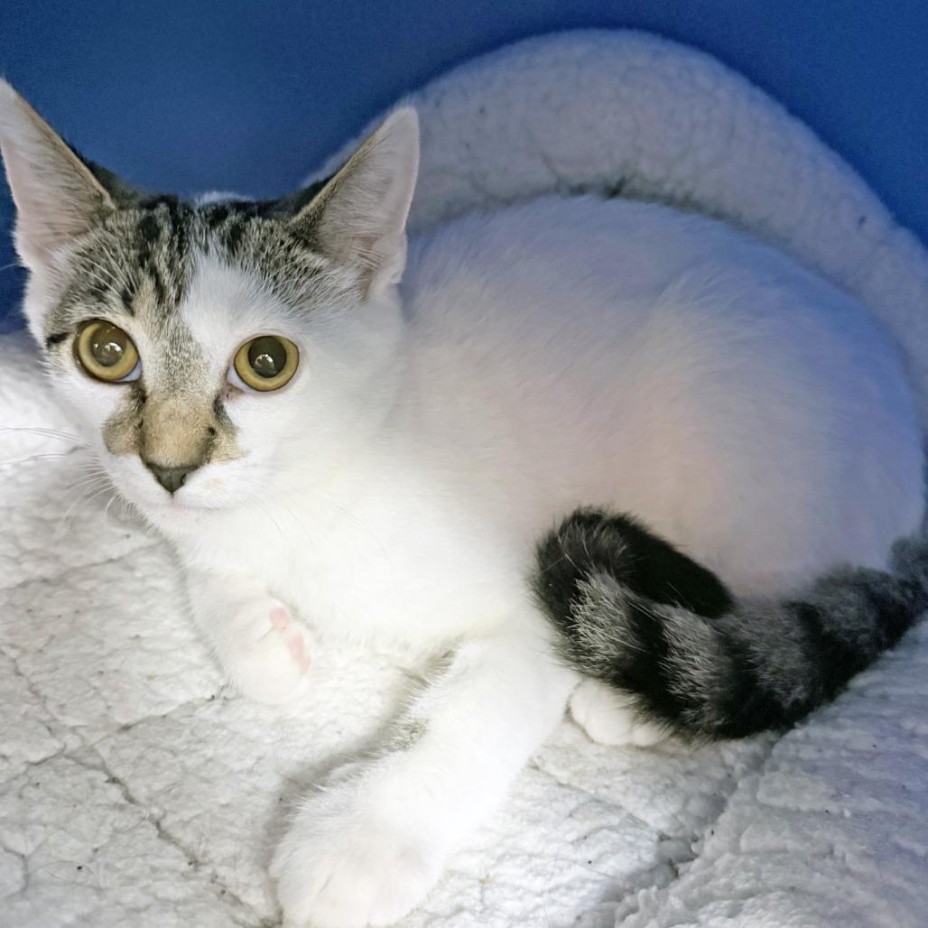 Enlarge Fleetwood Mac, a Adoptable Domestic Short Hair in Oshkosh, WI image 2/4