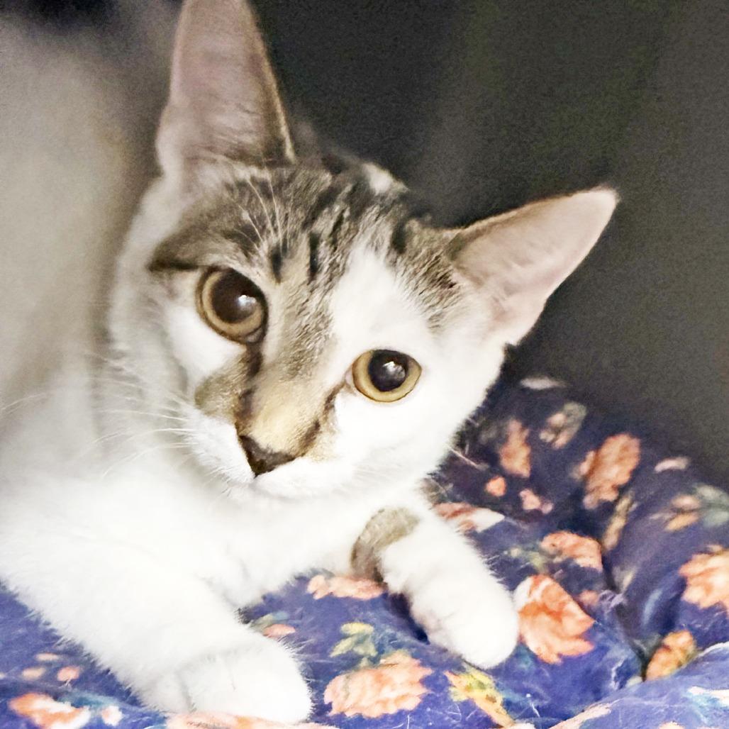 Enlarge Fleetwood Mac, a Adoptable Domestic Short Hair in Oshkosh, WI image 3/4