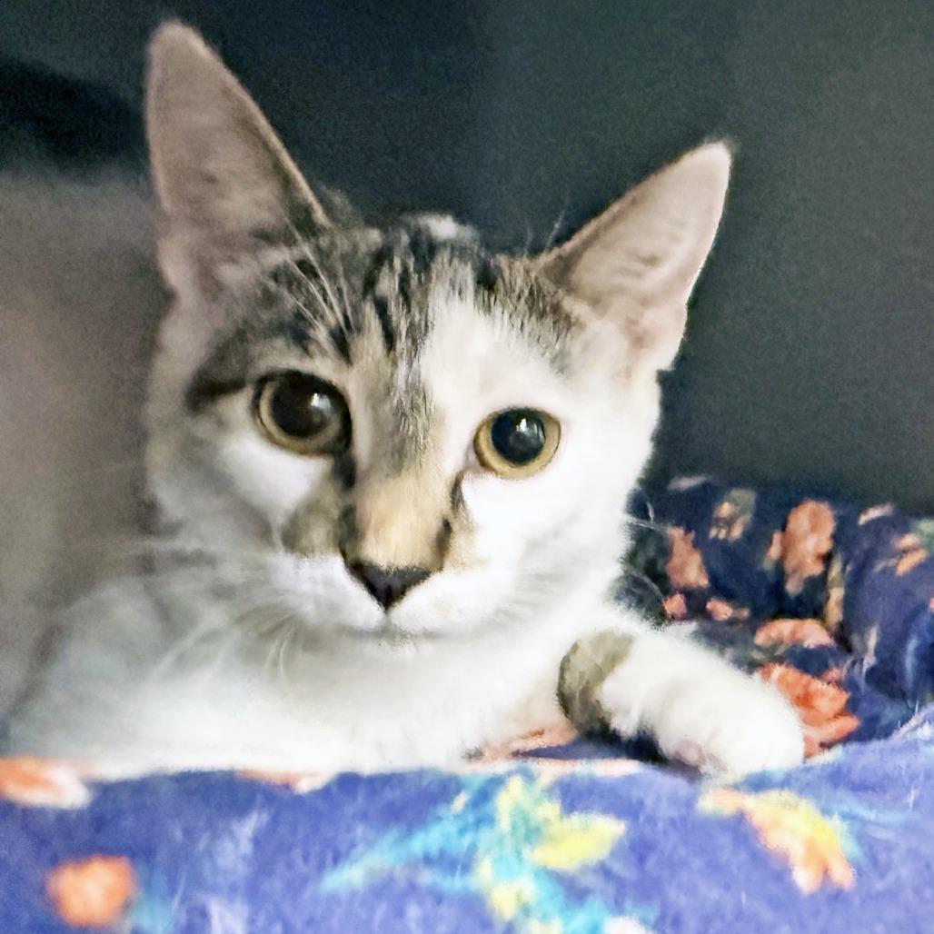 Enlarge Fleetwood Mac, a Adoptable Domestic Short Hair in Oshkosh, WI image 4/4