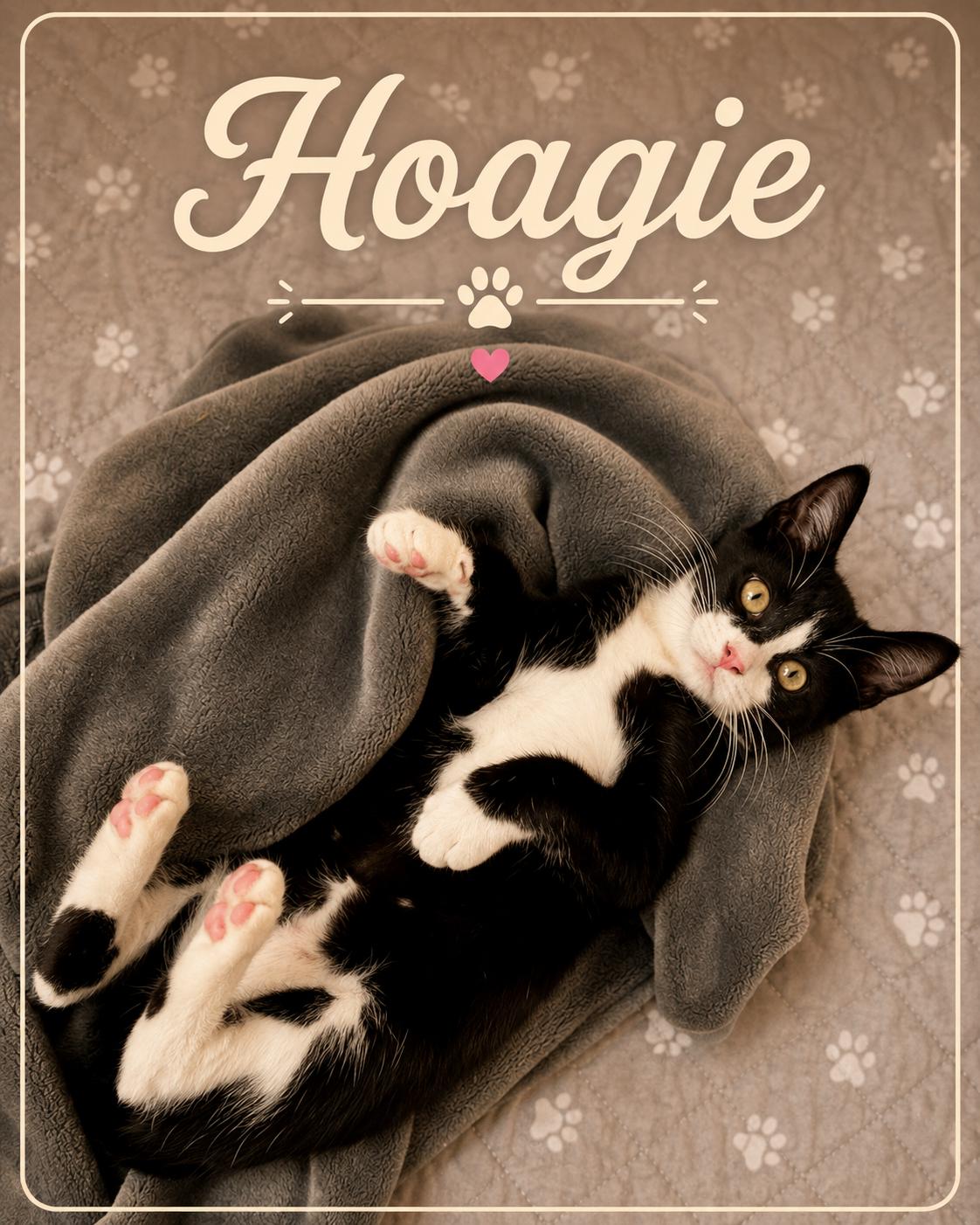 Hoagie, Adoptable, Kitten Female Domestic Short Hair.