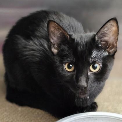 Carp, ADOPTABLE, Young Male Domestic Short Hair.