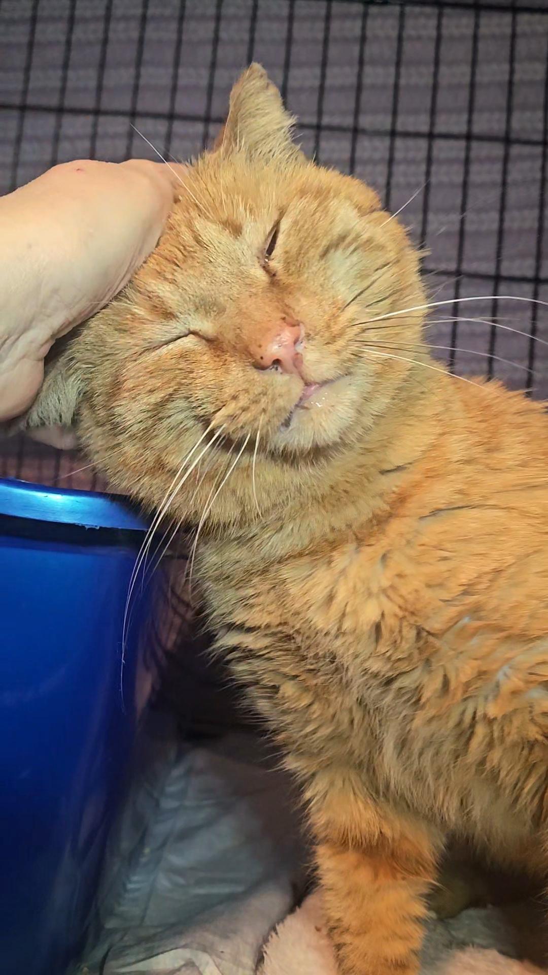 FOZZIE N. – Sweet, Silly, and Grateful to Be Safe — thumbnail 2