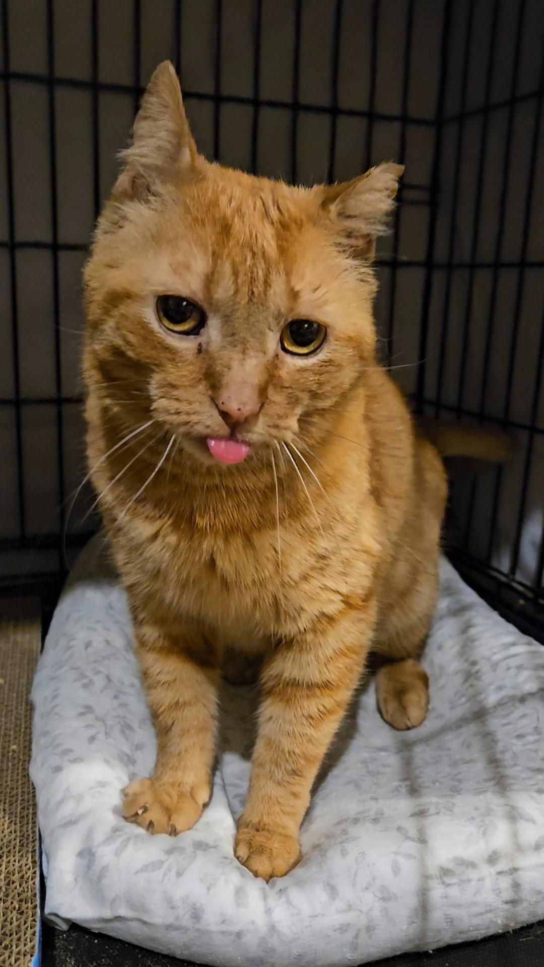 FOZZIE N. – Sweet, Silly, and Grateful to Be Safe — thumbnail 3