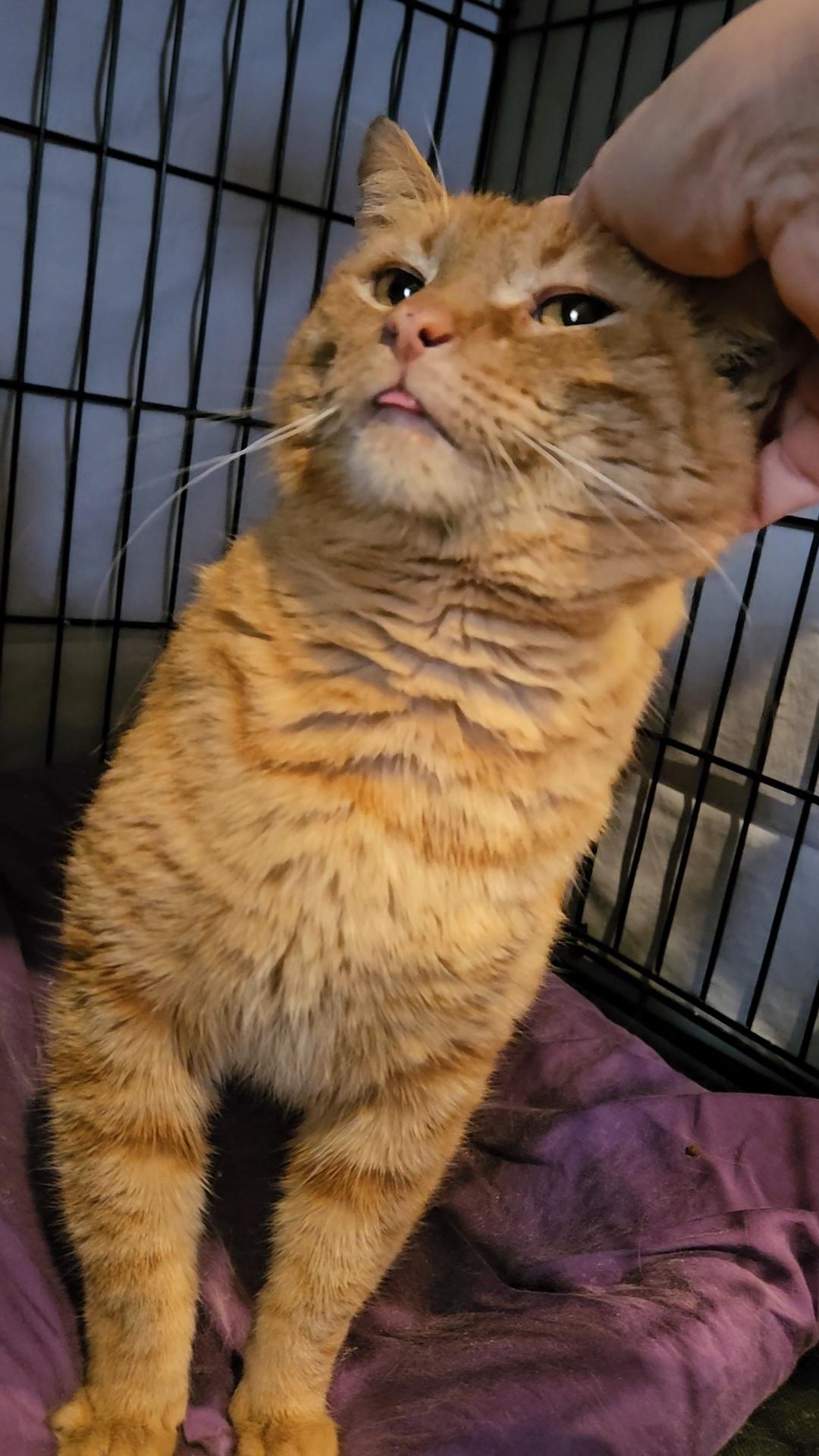 FOZZIE N. – Sweet, Silly, and Grateful to Be Safe — thumbnail 4