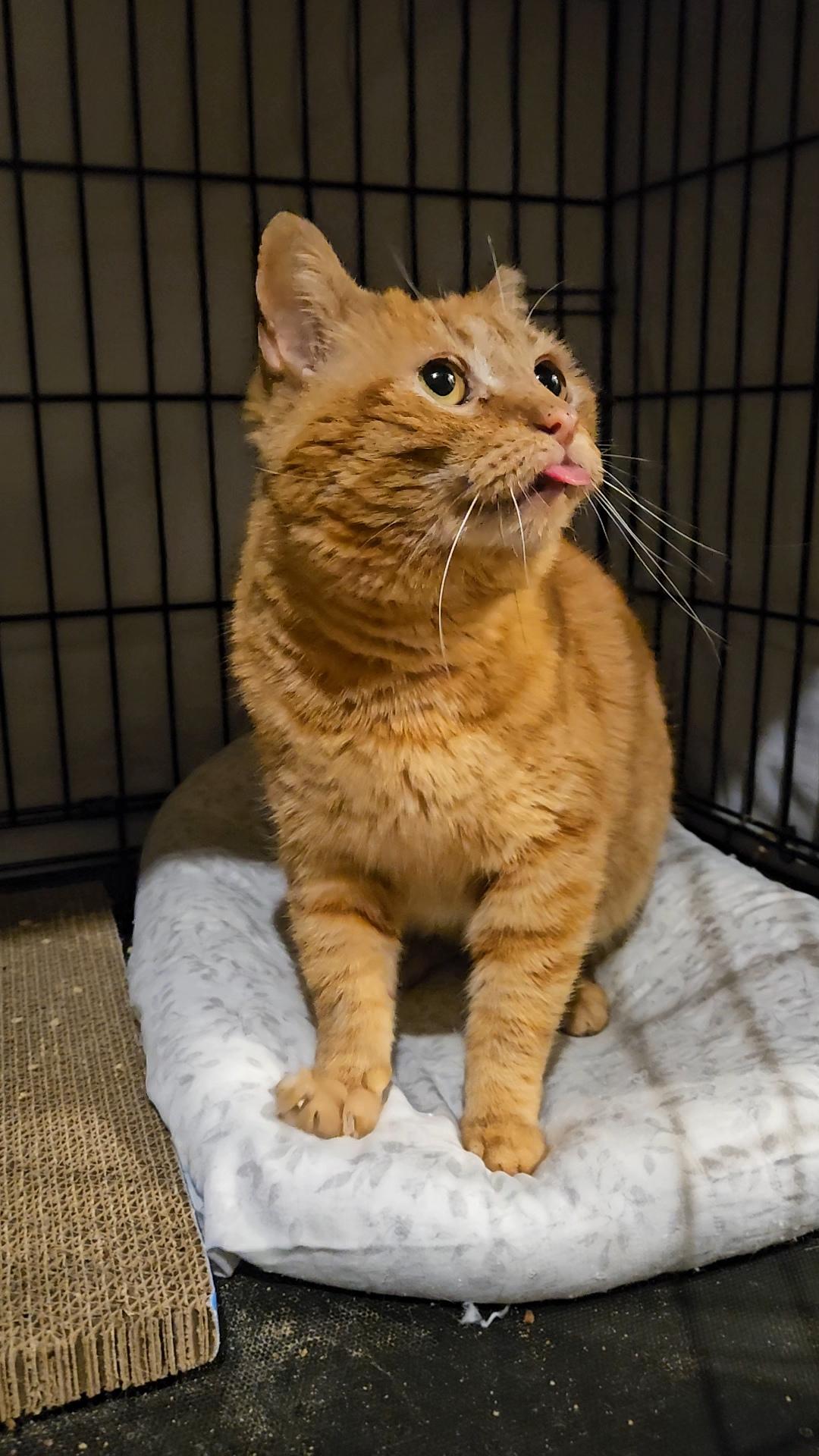 FOZZIE N. – Sweet, Silly, and Grateful to Be Safe — thumbnail 5