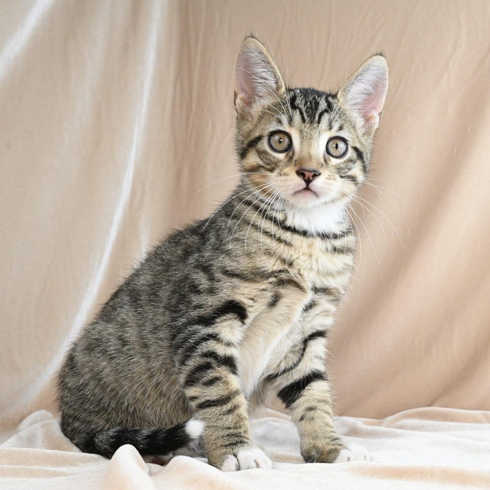 Jimbo, Adoptable, Kitten Male Domestic Short Hair.